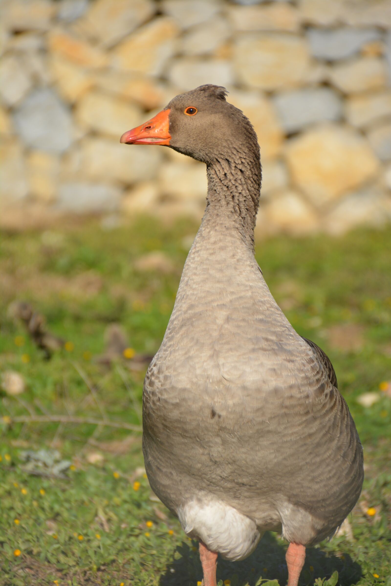 Nikon D5200 sample photo. Duck, mallorca, goose photography