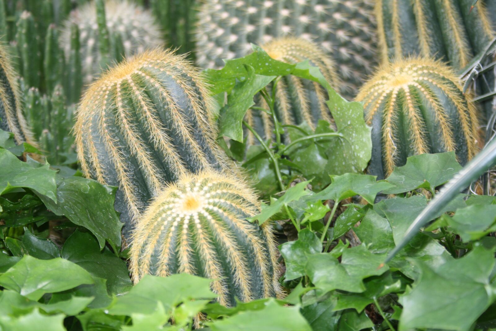 Canon EOS 1000D (EOS Digital Rebel XS / EOS Kiss F) sample photo. Cactus, a still life photography