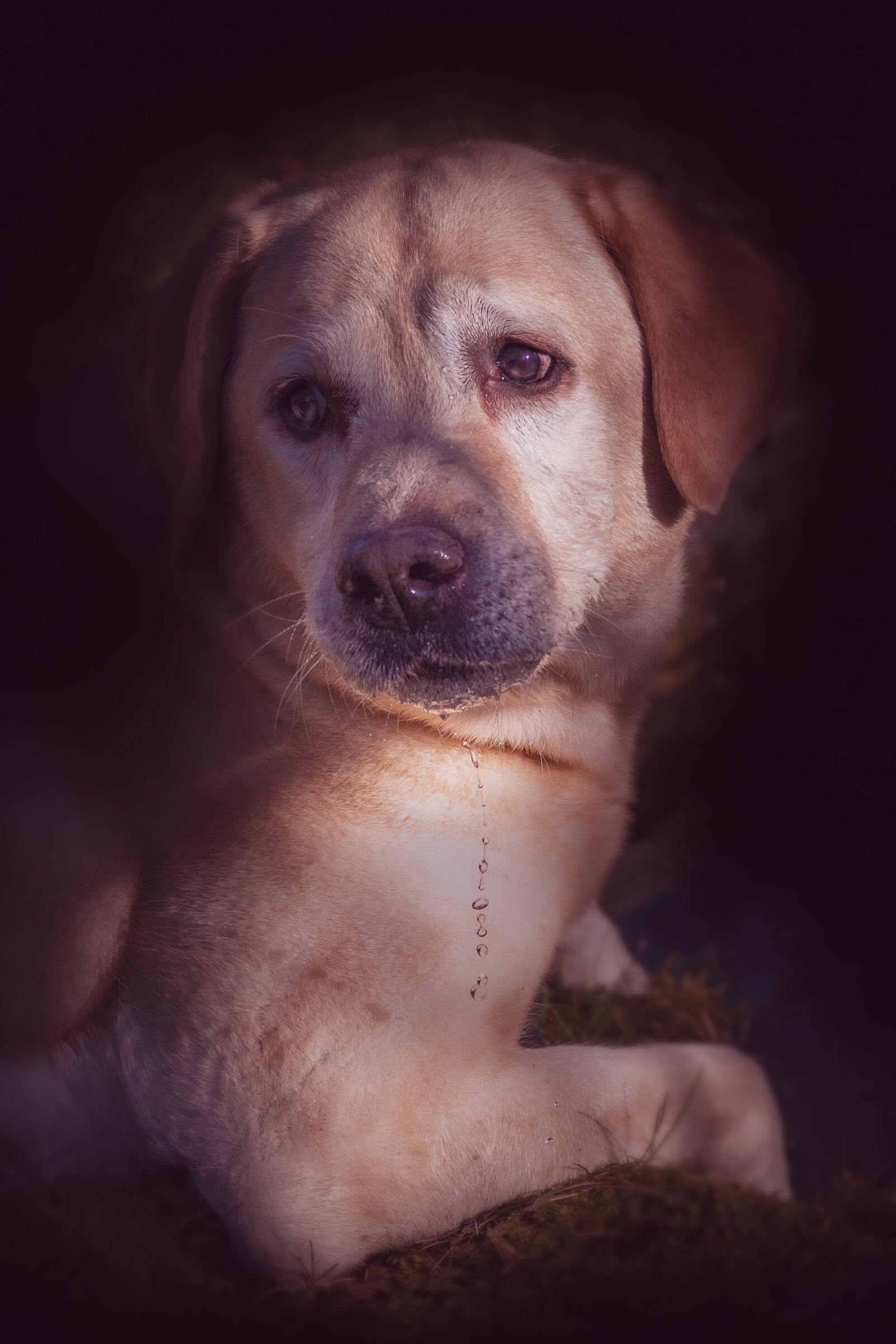 Nikon D500 sample photo. Dog, labrador, pet photography