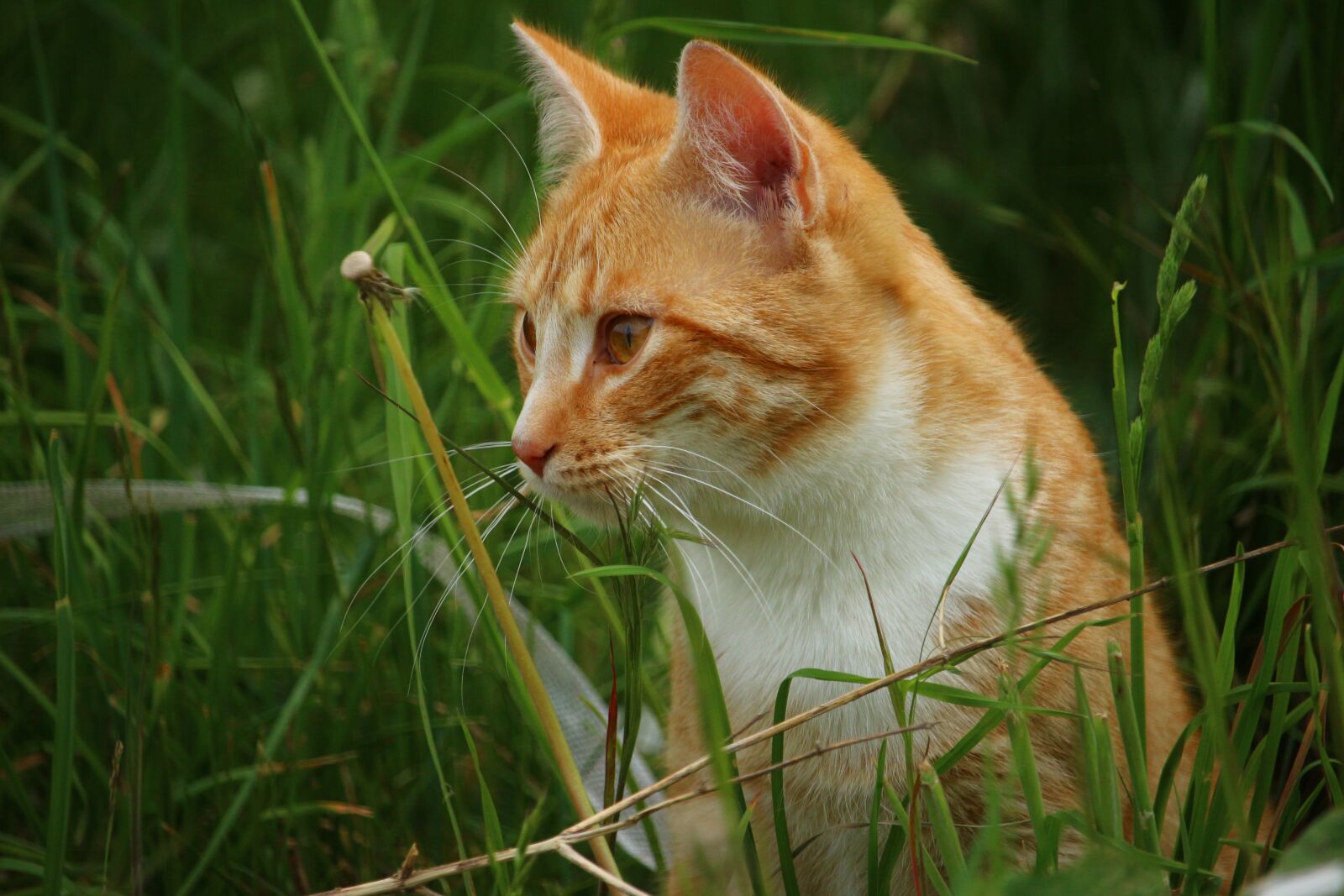 Canon EOS 100D (EOS Rebel SL1 / EOS Kiss X7) sample photo. Cat, kitten, mieze photography