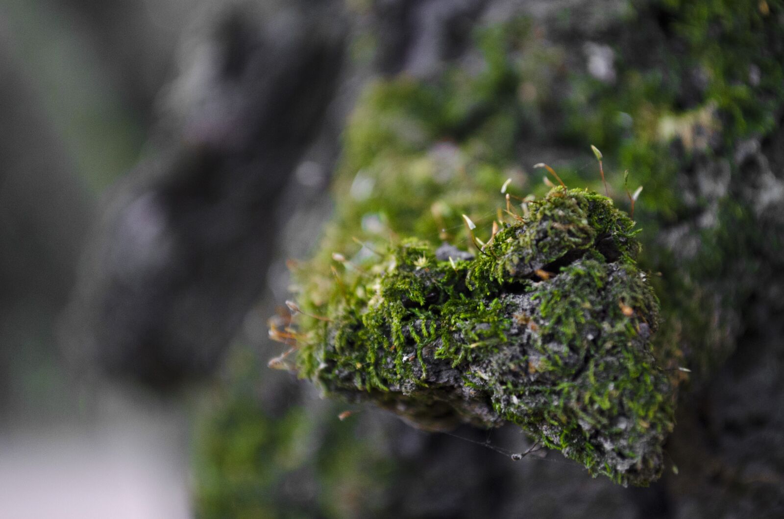 Nikon D7000 sample photo. Trunk, moss, green photography