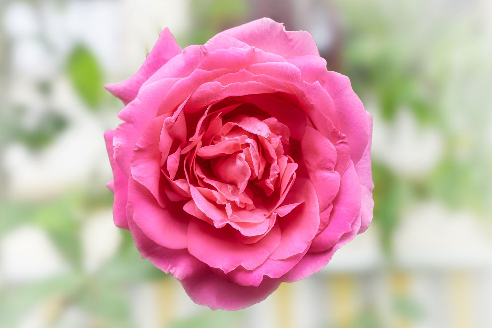 Panasonic Lumix DMC-GX8 sample photo. Rose, pink, love photography