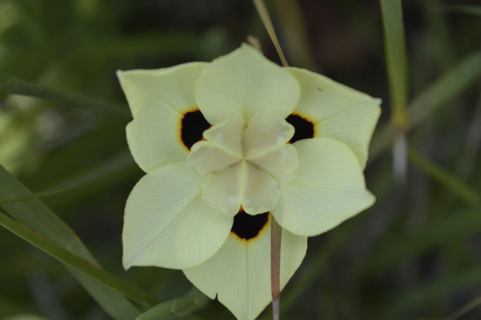 Nikon D3200 sample photo. Flower photography