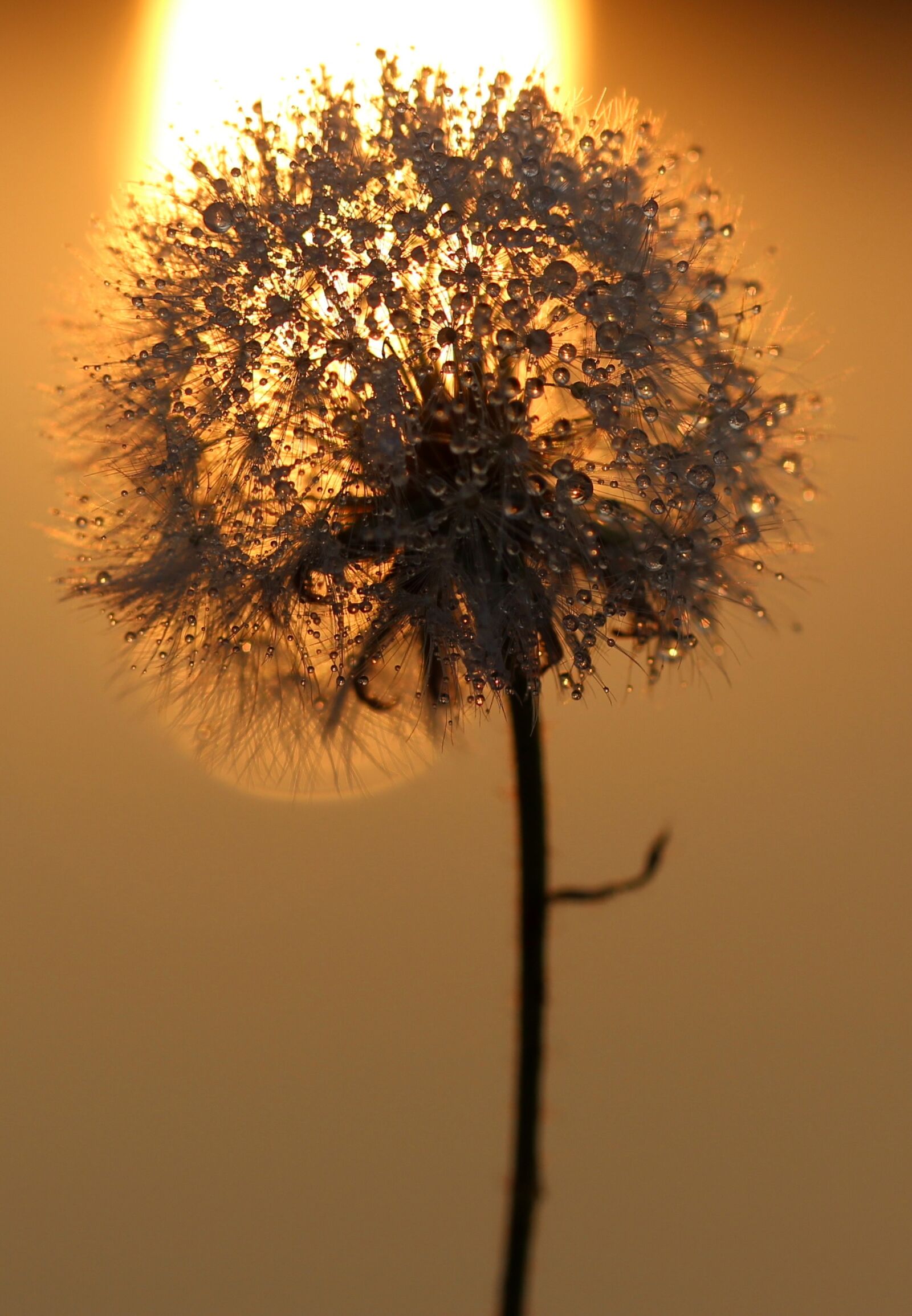Canon EF-S 60mm F2.8 Macro USM sample photo. Dandelion, plant, drops photography