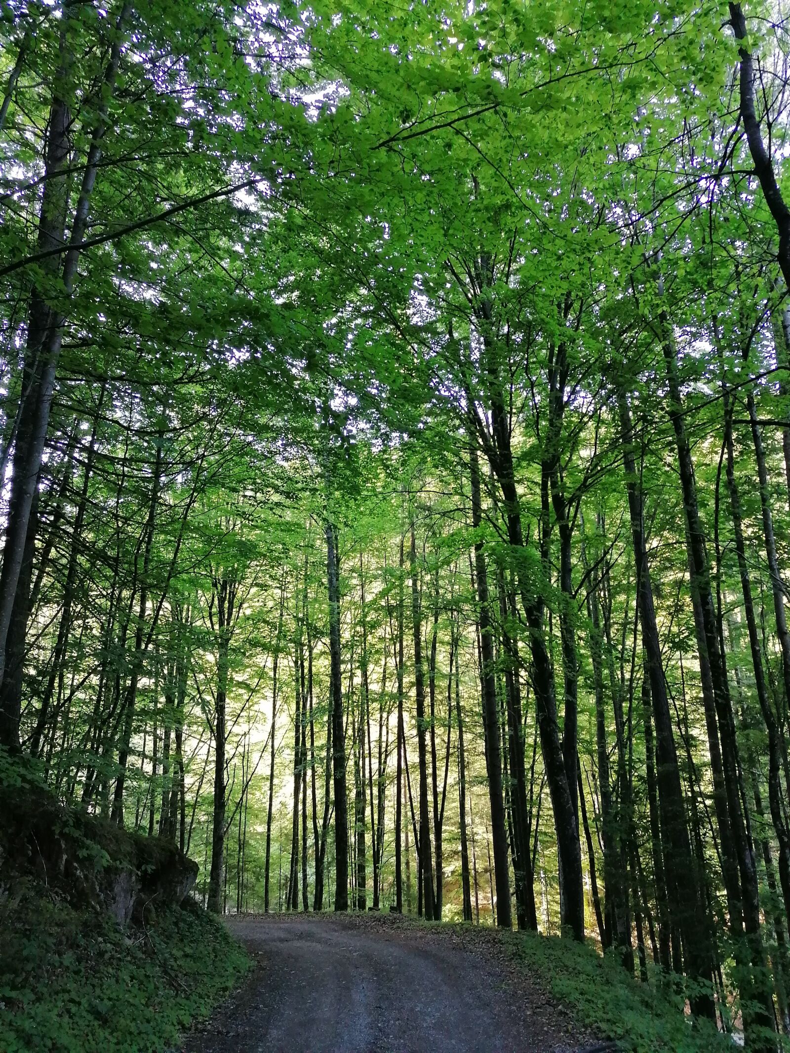 HUAWEI P30 LITE sample photo. Forest, path, hiking photography
