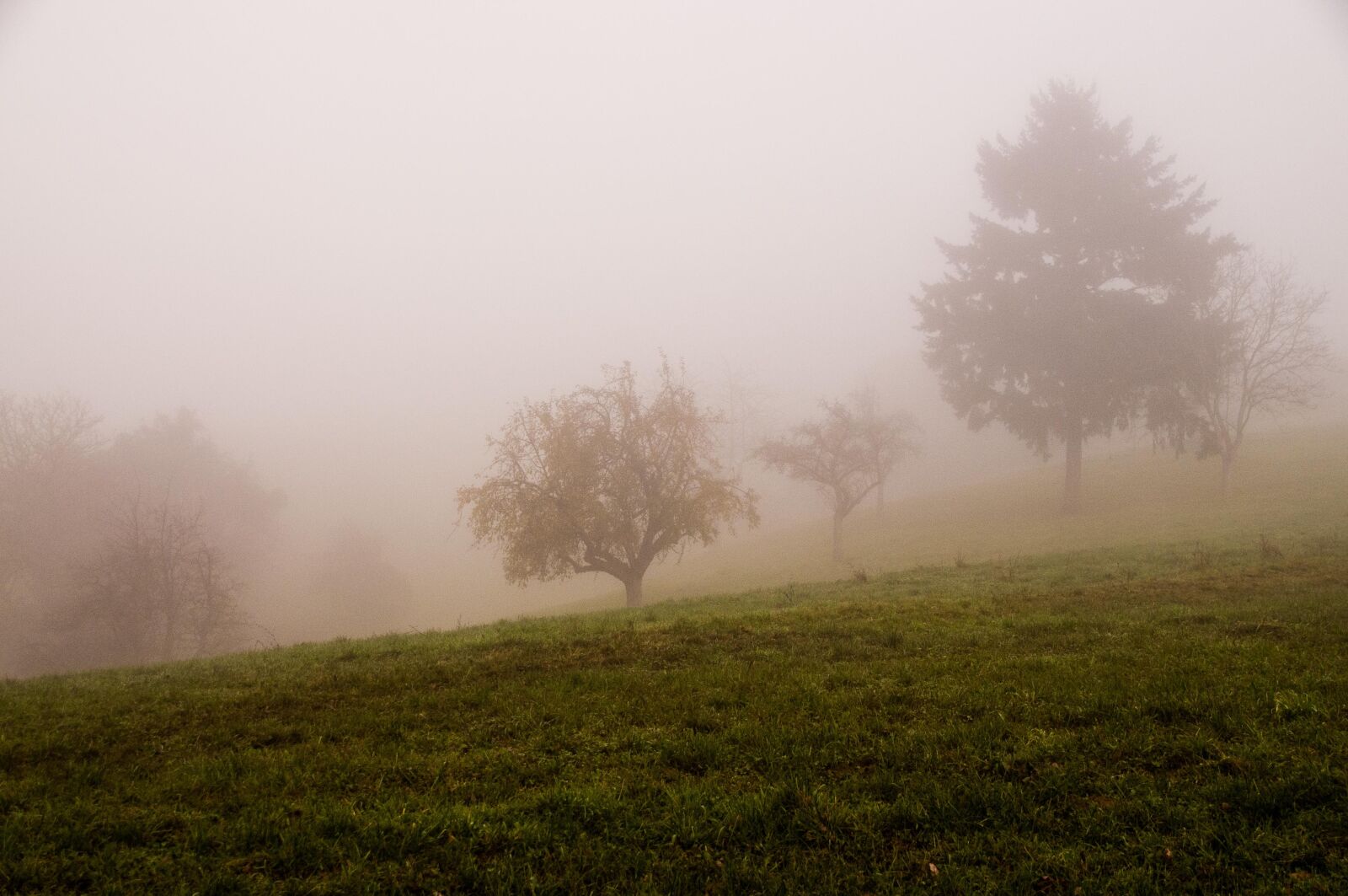 Nikon D300 sample photo. Autumn, fog, landscape photography