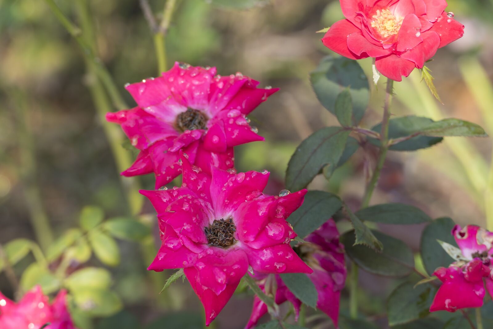 Panasonic Lumix DMC-FZ1000 sample photo. Flowers, pink flowers, bloom photography
