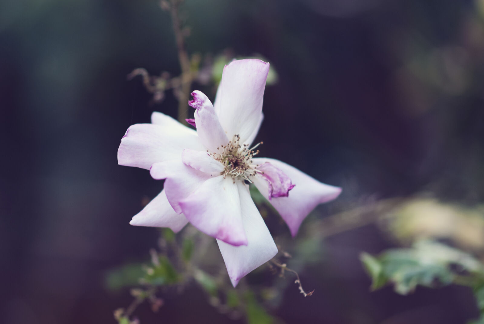 Fujifilm FinePix S5 Pro sample photo. Beautiful, flowers, flower, nature photography