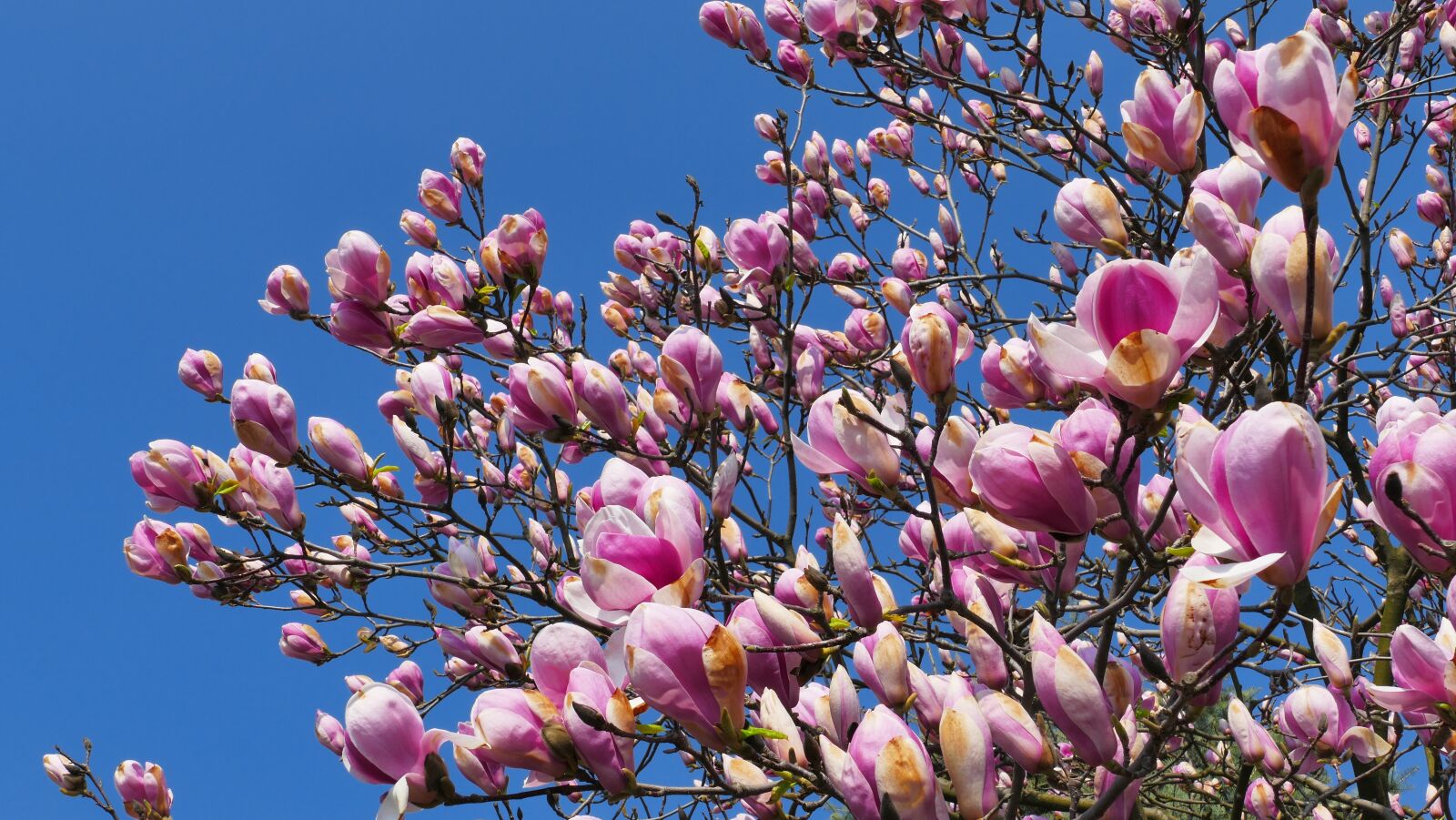 Panasonic Lumix DMC-FZ1000 sample photo. Magnolia, flowers, spring photography