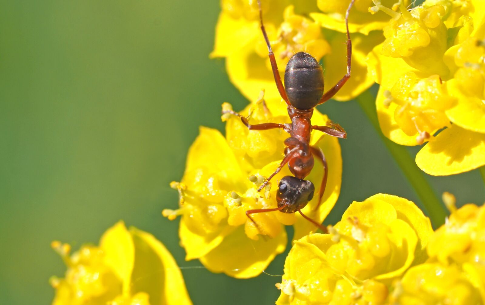 Olympus M.Zuiko Digital ED 60mm F2.8 Macro sample photo. Ant in the morning photography