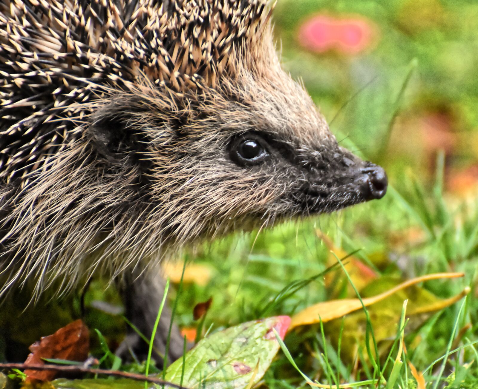 Nikon D7200 sample photo. Hedgehog, animal, spur photography