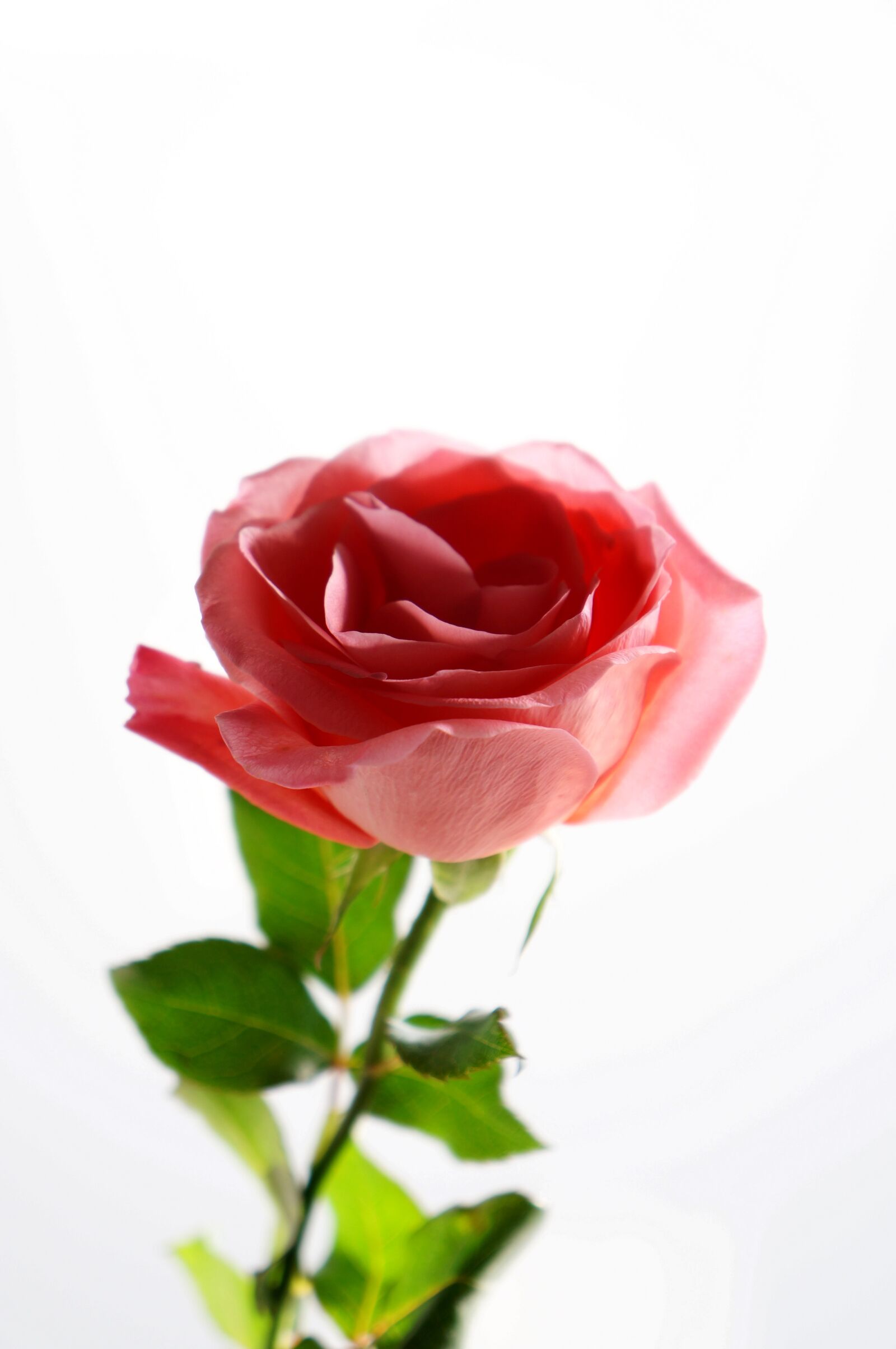 Sony Alpha NEX-F3 + Sony E 18-55mm F3.5-5.6 OSS sample photo. Emotion, roses, beauty photography