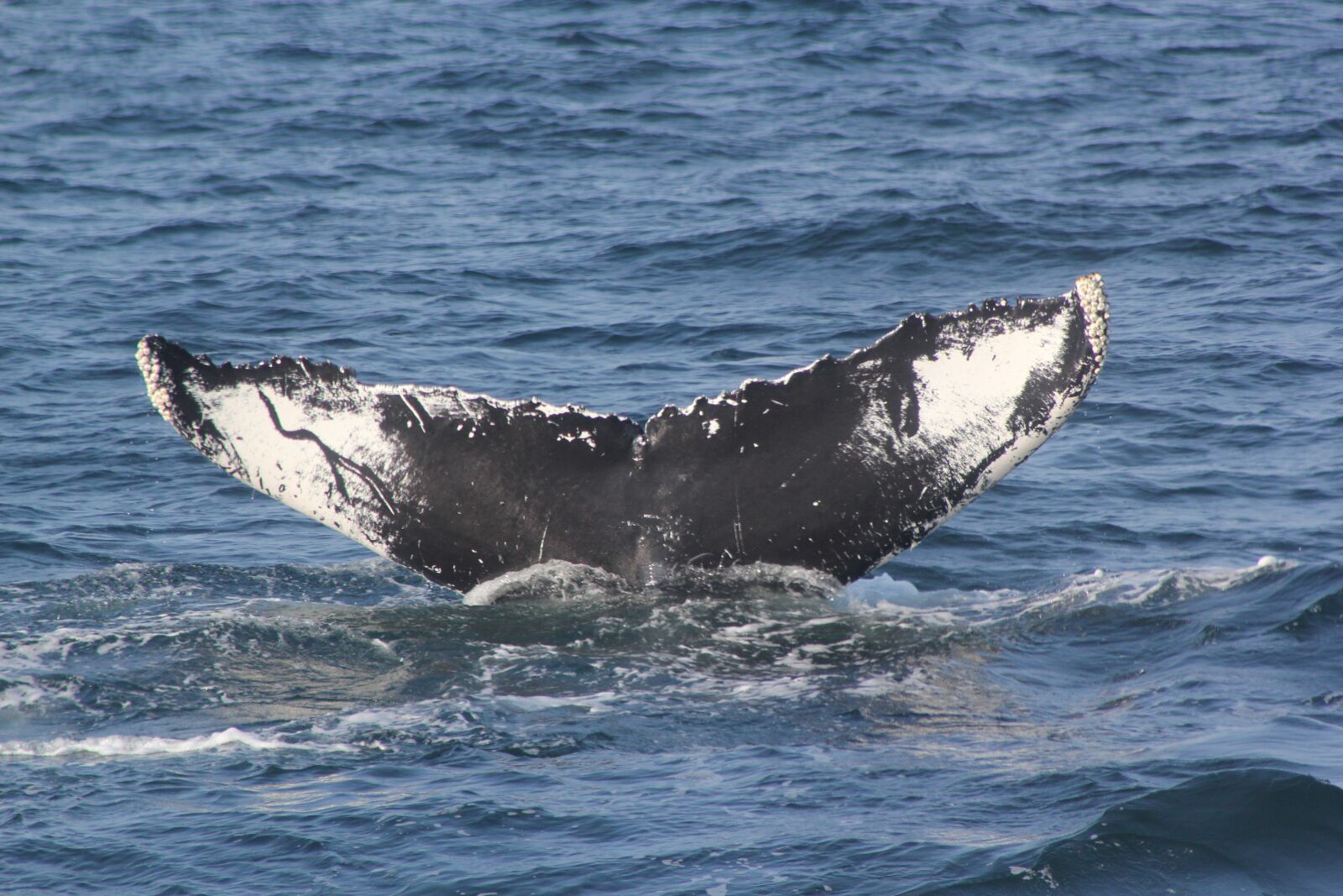 Canon EOS 550D (EOS Rebel T2i / EOS Kiss X4) sample photo. Whale tail, fluke shot photography