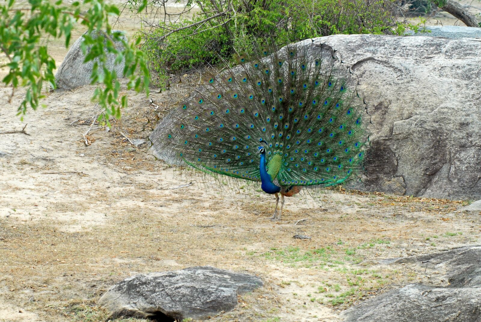 Nikon D200 sample photo. Peacock, safari, travel photography