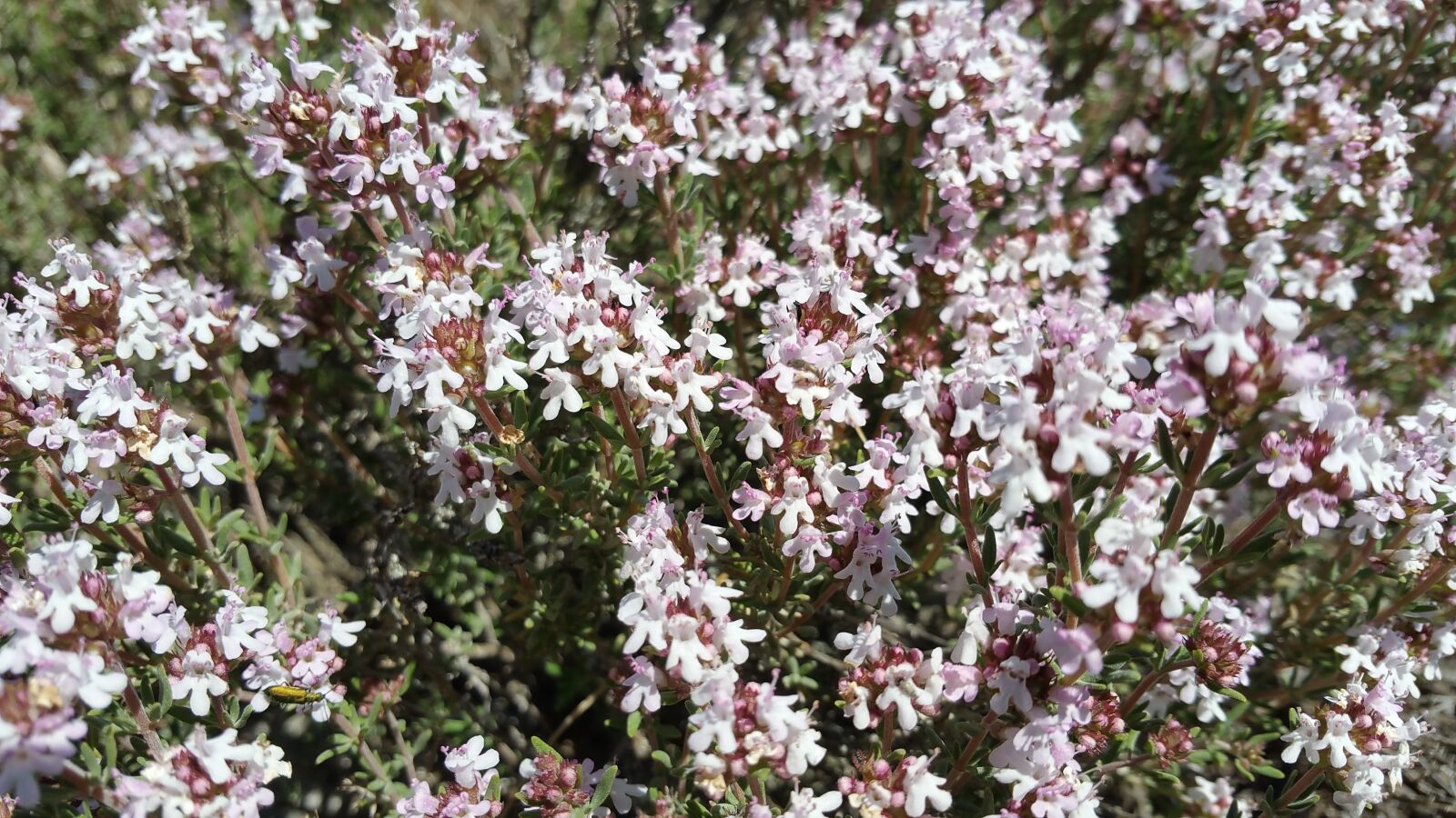 Samsung Galaxy Note4 sample photo. Plant, nature, flora photography