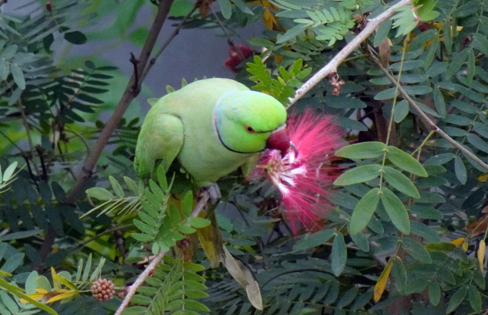 Sony DSC-WX800 sample photo. Bird, parakeet, green photography