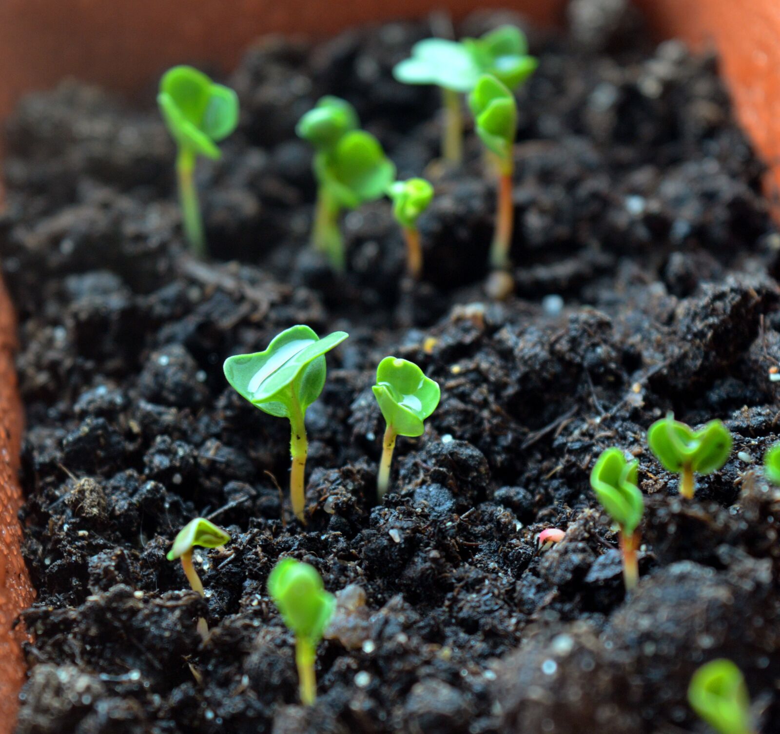 Nikon D3200 sample photo. Sprouts, seedling, seedlings photography