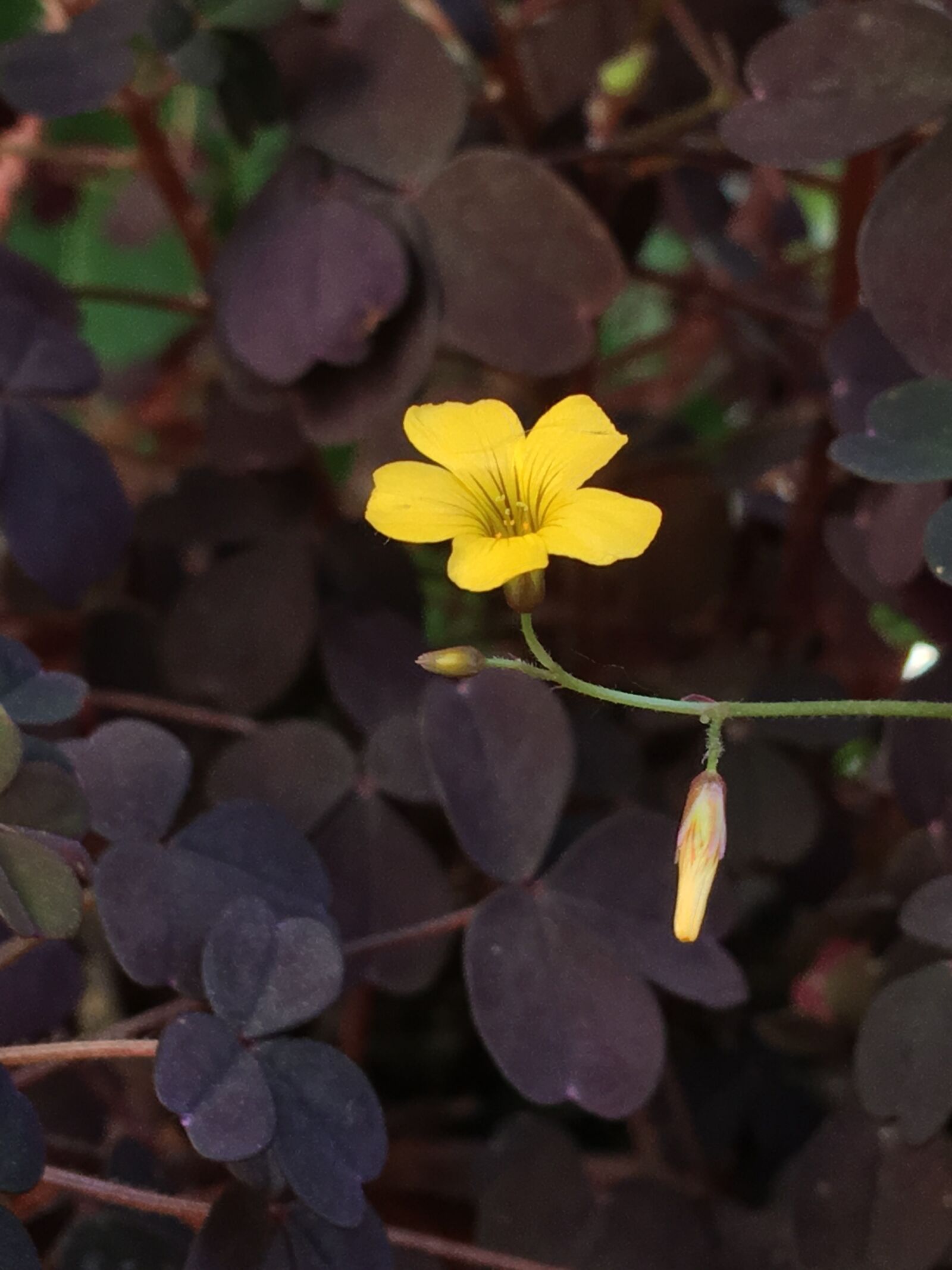 Apple iPhone 6s Plus sample photo. Small flower, flower, nature photography