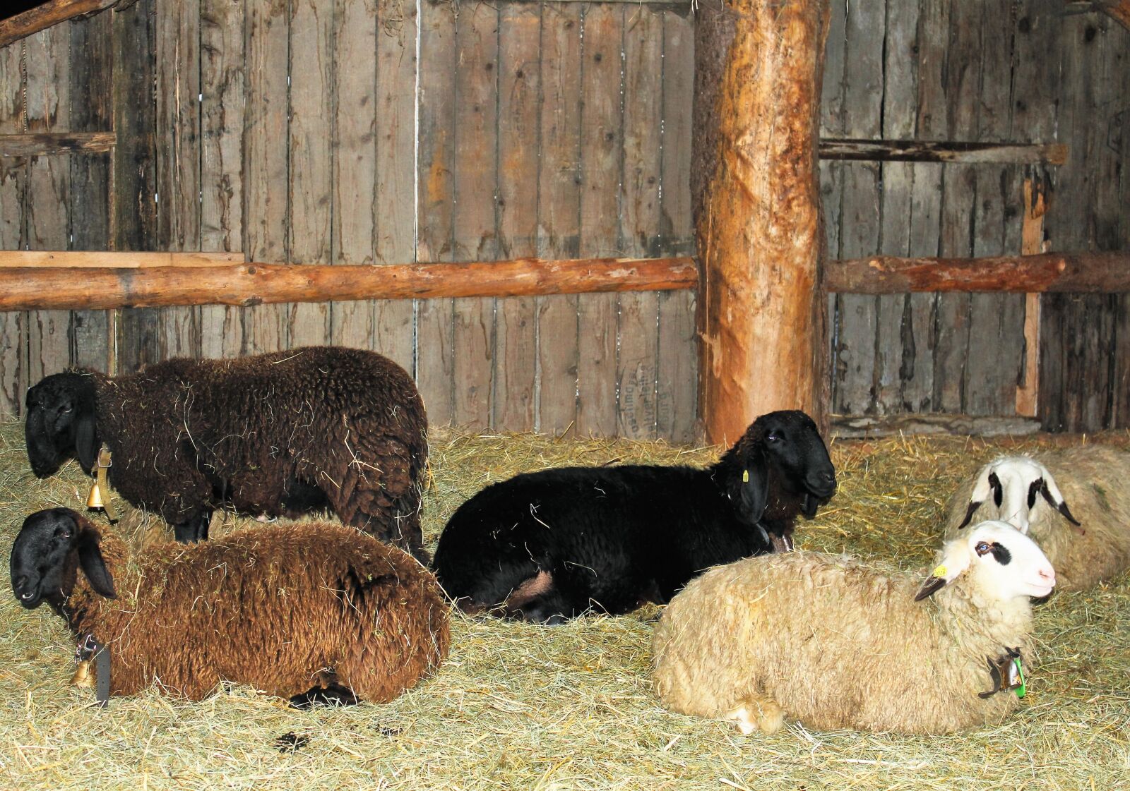 Canon EOS 550D (EOS Rebel T2i / EOS Kiss X4) sample photo. Sheep, wool animals, sheep's photography