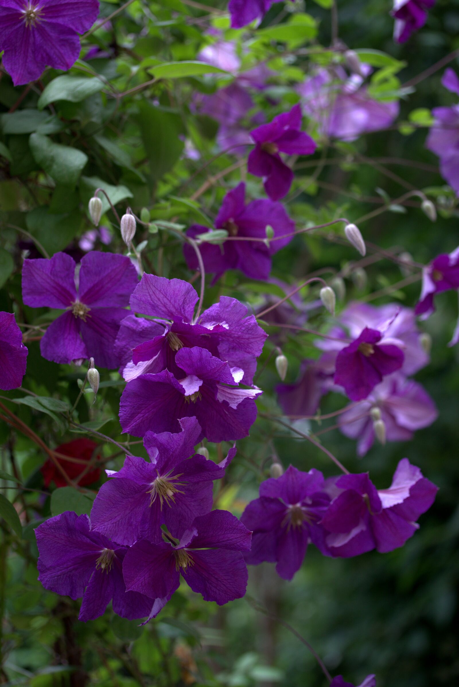 Canon EF-S 60mm F2.8 Macro USM sample photo. Clematita, flower, mov photography