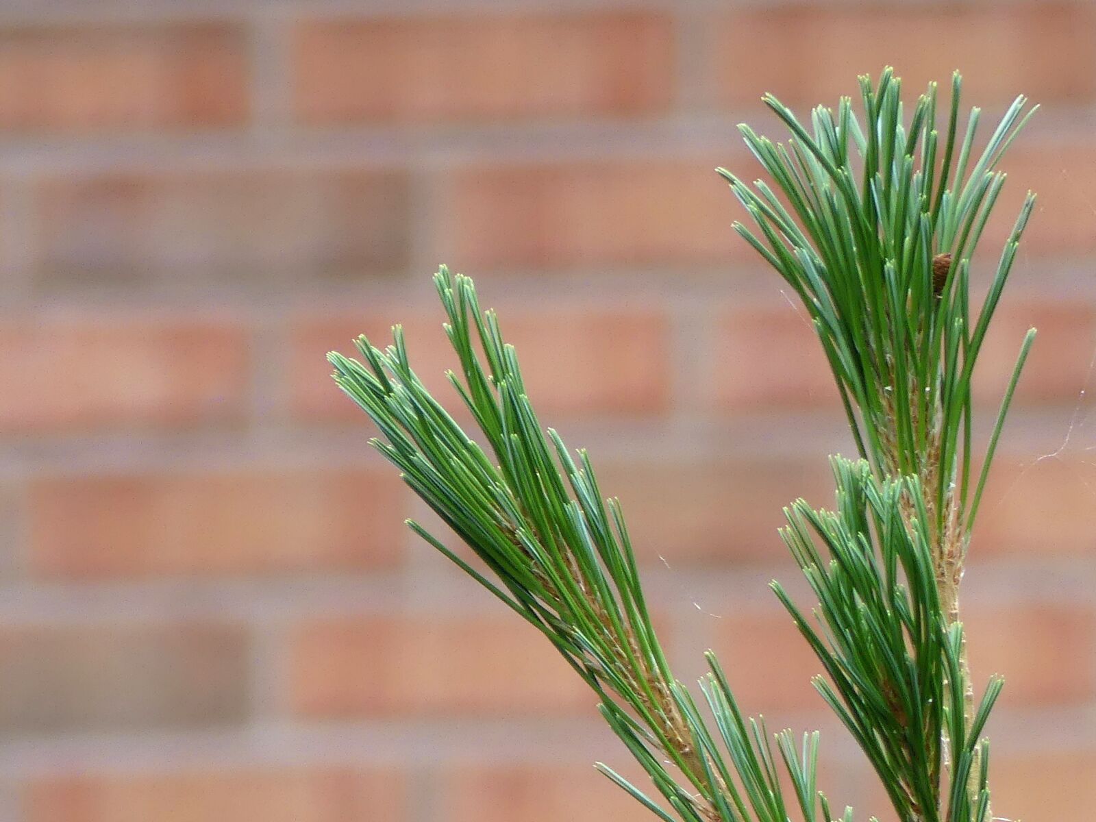 Panasonic Lumix DMC-FZ300 sample photo. Greenery, red brick, bush photography