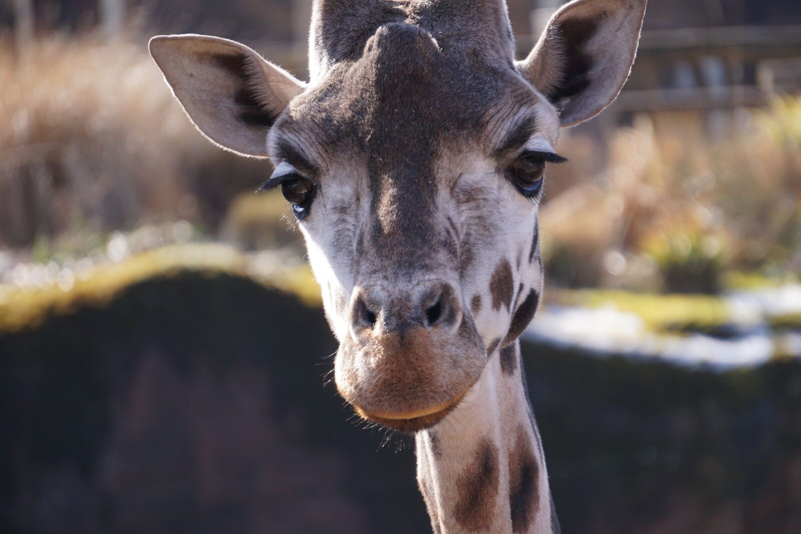 Sony E 55-210mm F4.5-6.3 OSS sample photo. Giraffe, zoo, mammal photography