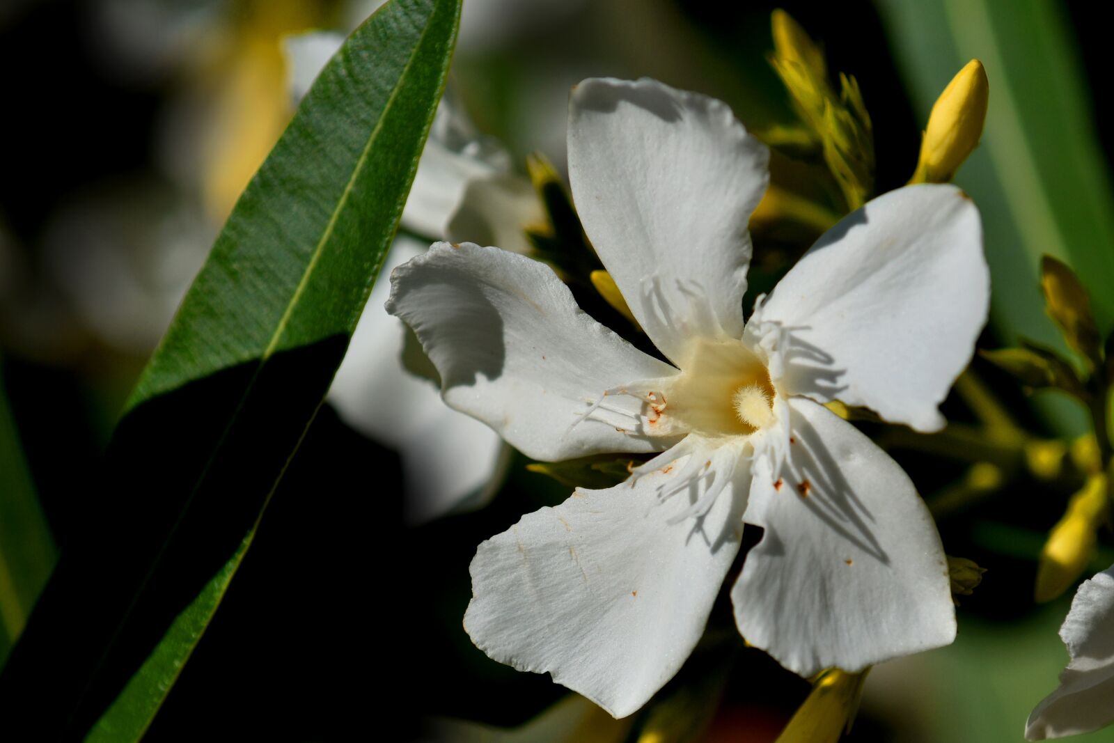 Nikon D3500 sample photo. Nerium, oleander, flower photography