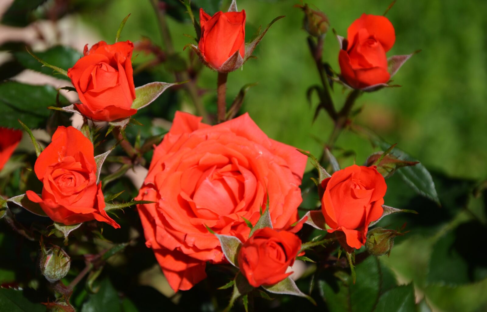 Nikon D7000 sample photo. Rose, flower, spring photography