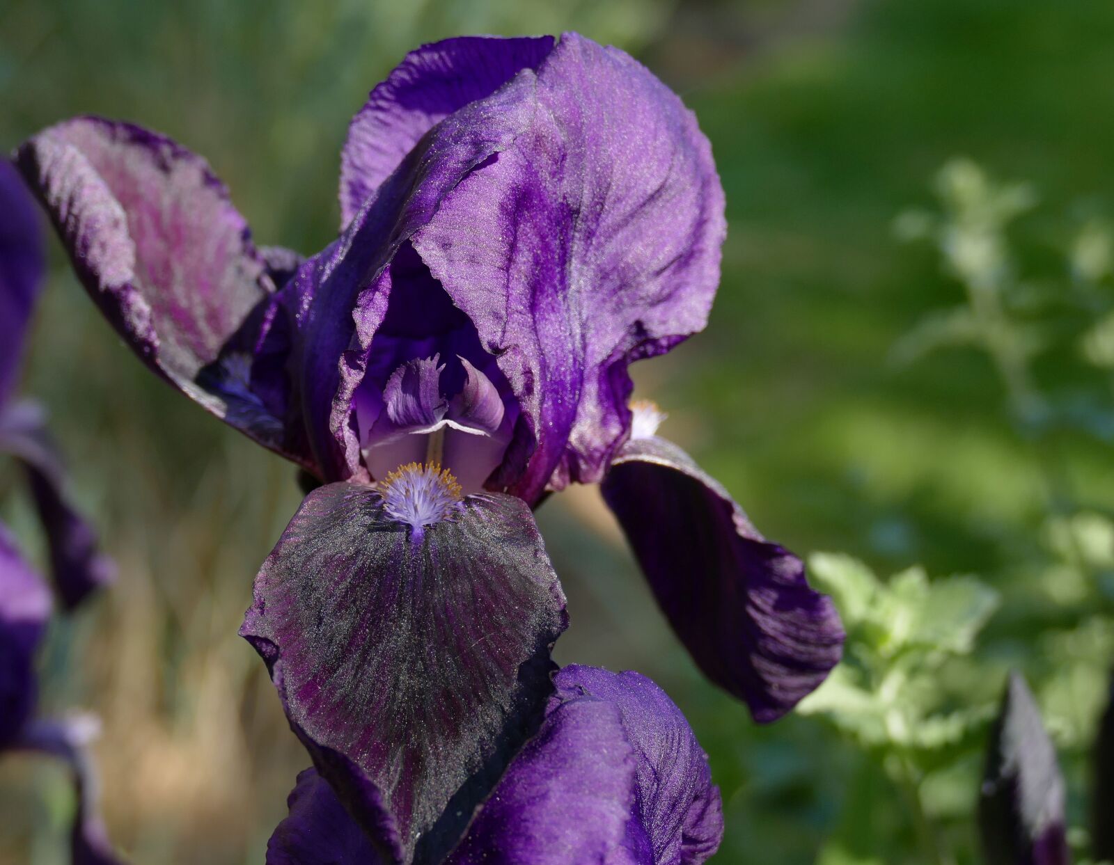 Panasonic Lumix DMC-FZ1000 sample photo. Bearded iris, garden, iris photography