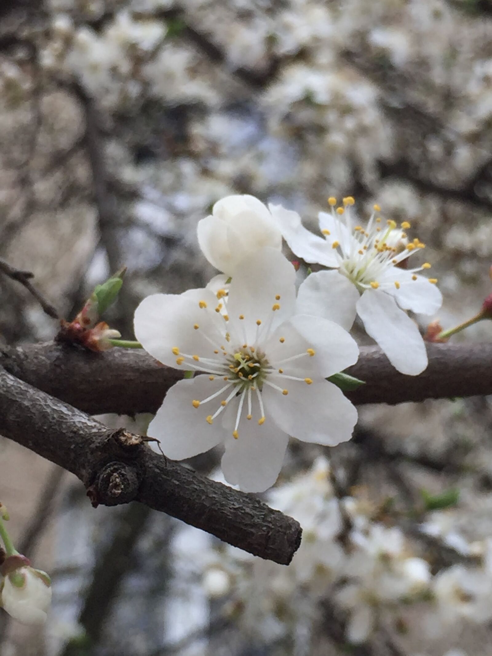 iPhone 6 Plus back camera 4.15mm f/2.2 sample photo. Apple flower, flower, flowers photography