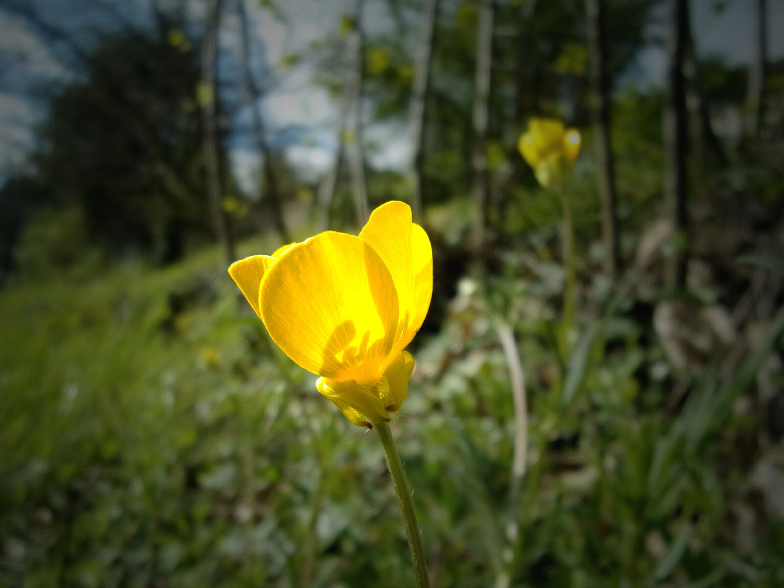 Kodak PIXPRO FZ151 sample photo. Flower, buttercup, fleurs des photography