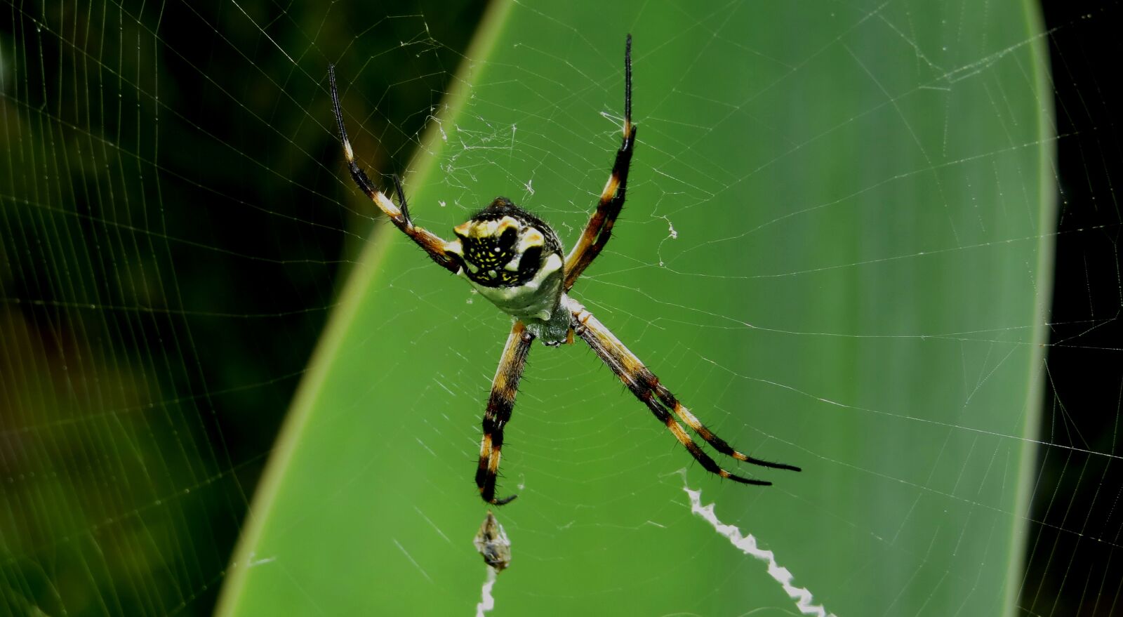 Canon PowerShot SX50 HS sample photo. Insect, macro, spider photography