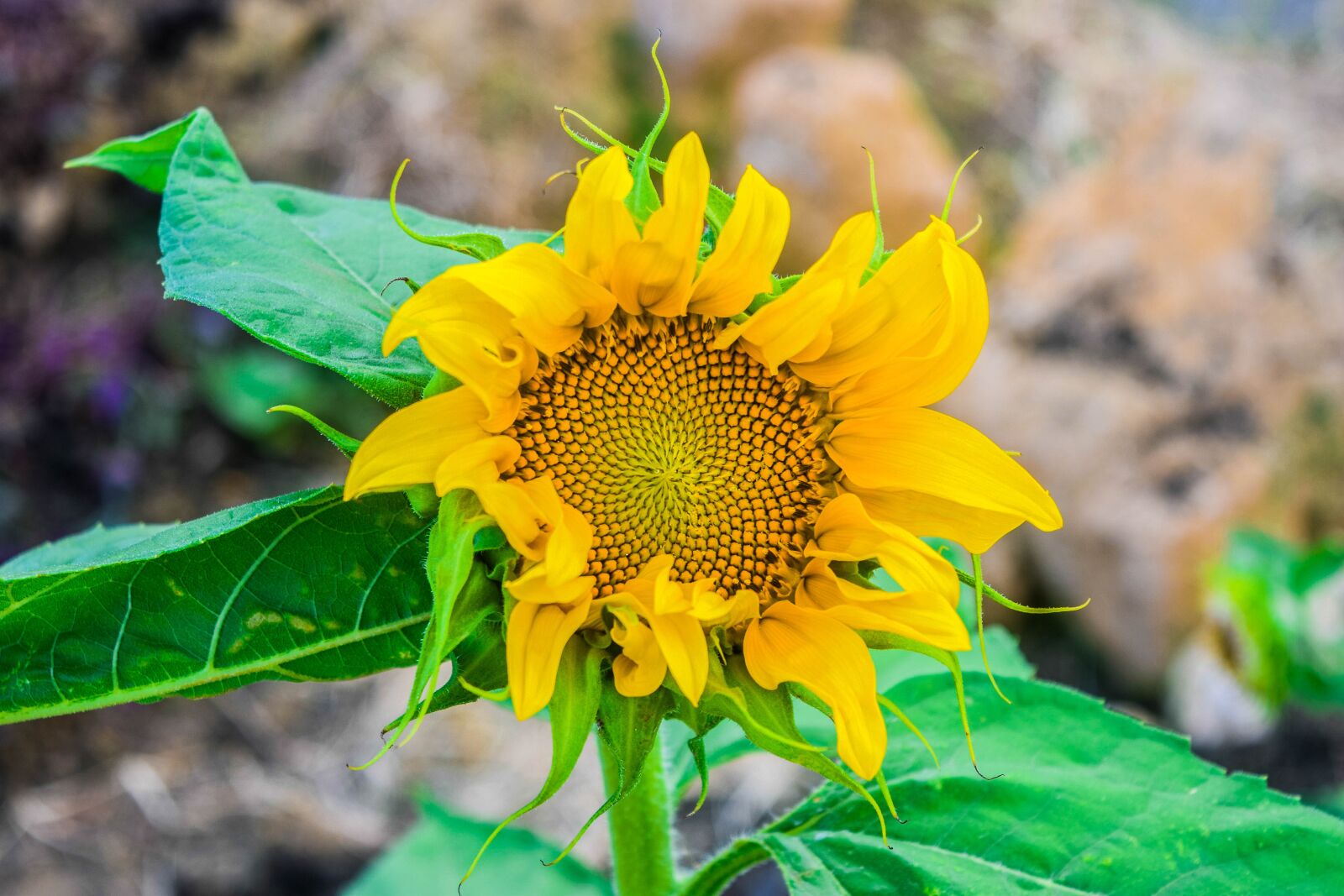 Nikon D5300 sample photo. Flower, sunflower, sunflowers photography