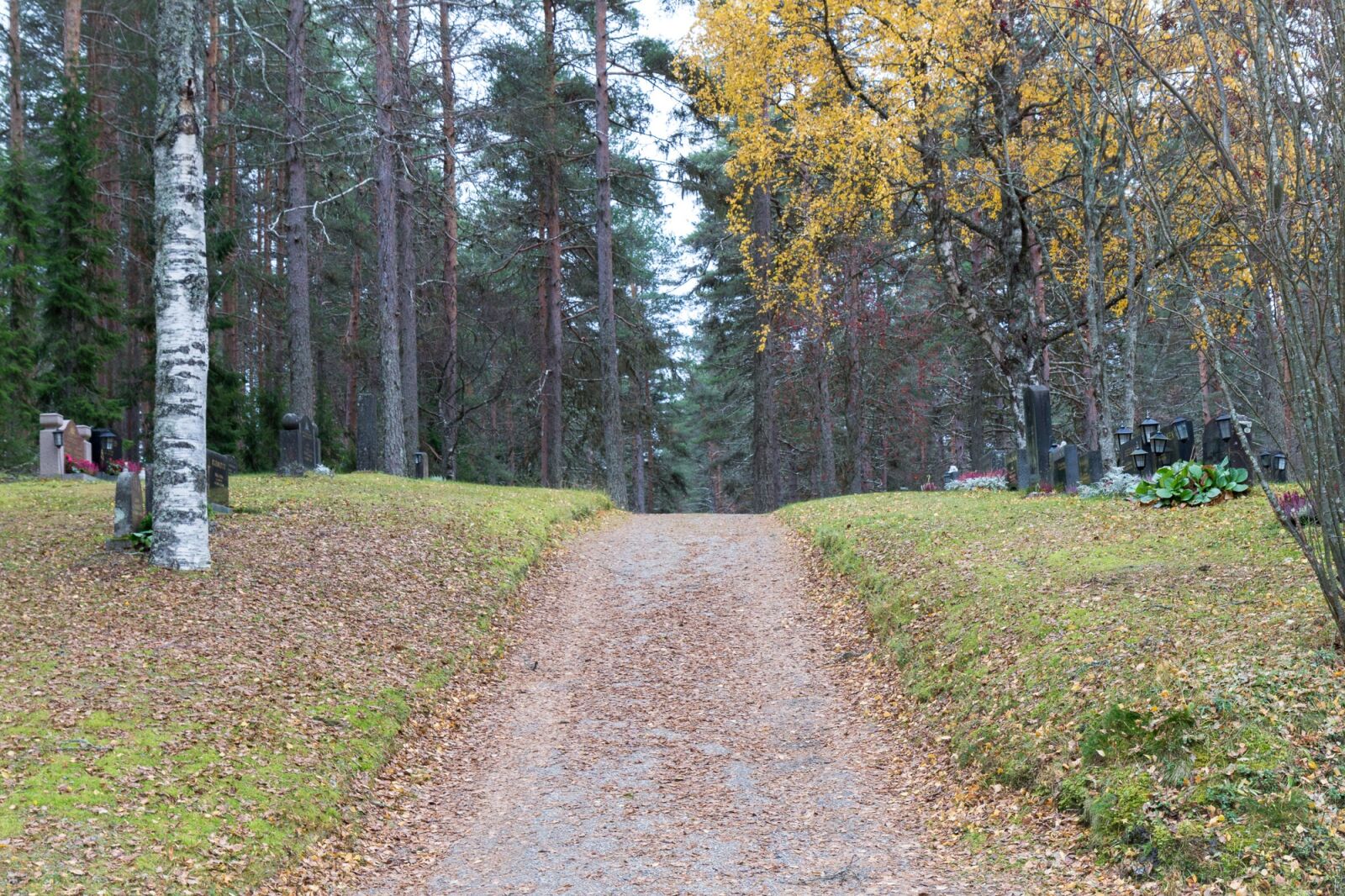 Canon EOS 60D sample photo. The path, nature, autumn photography
