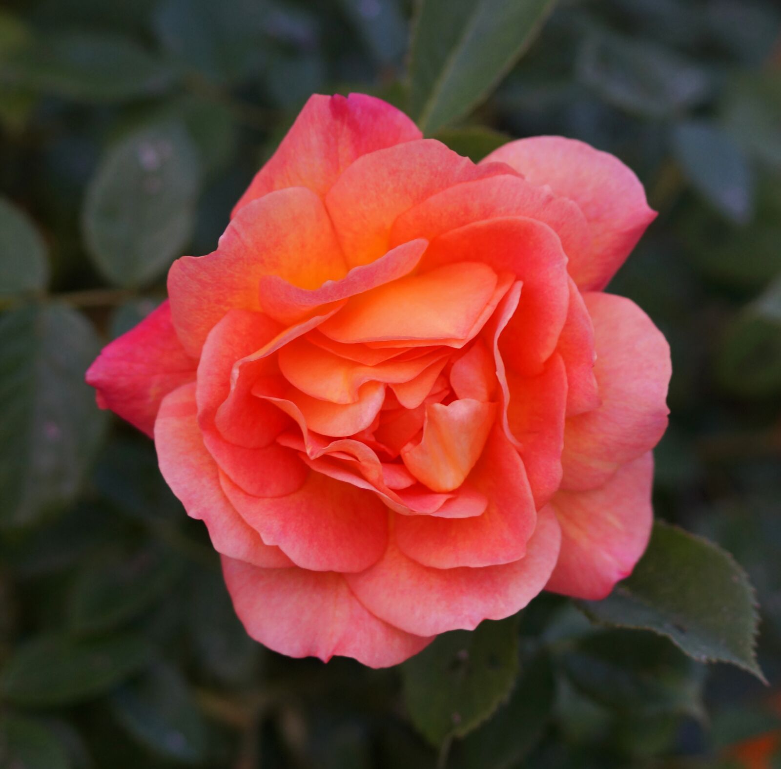 Sony SLT-A58 sample photo. Pink, flower, garden photography