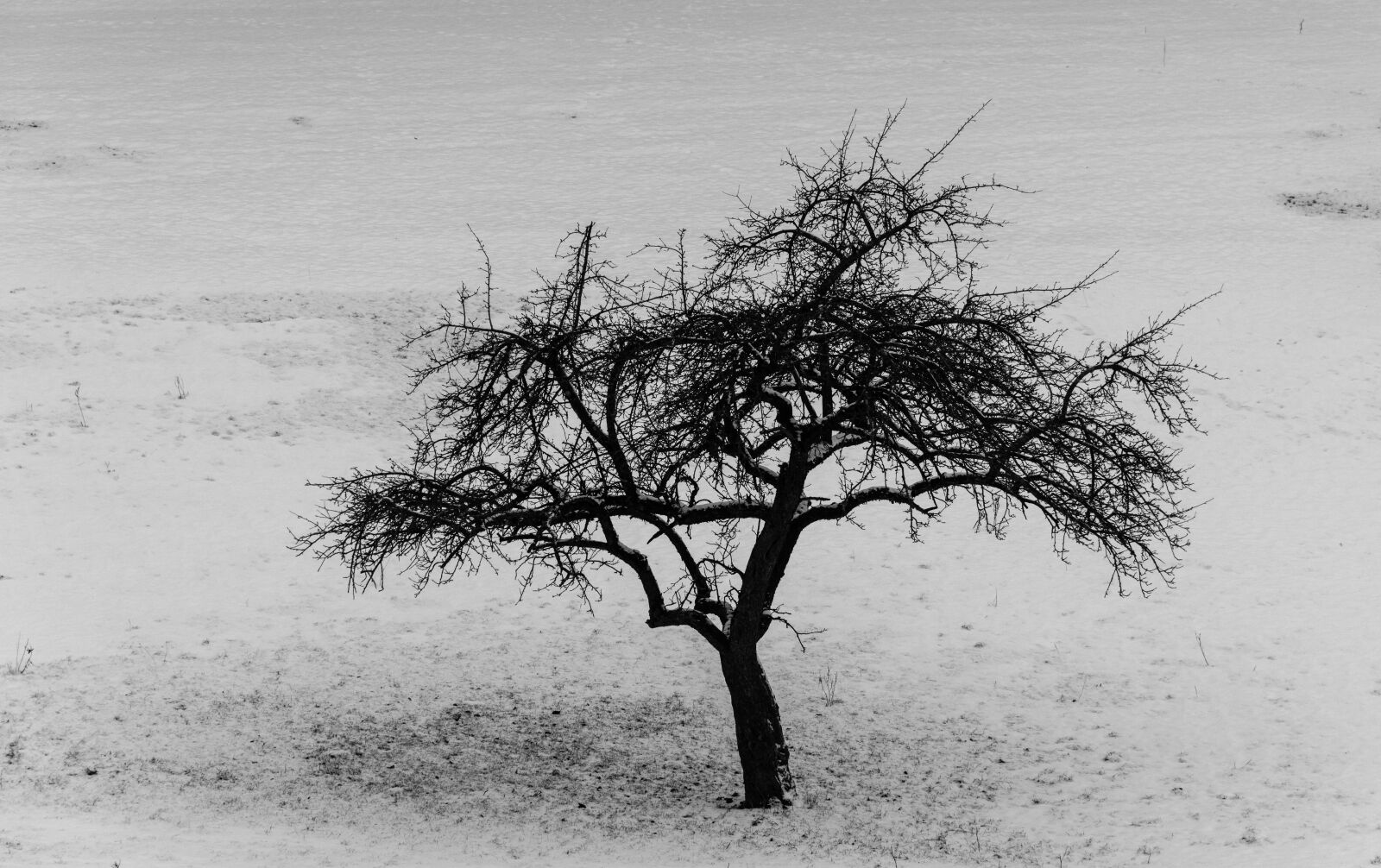 Nikon D810 sample photo. Black and white, black photography