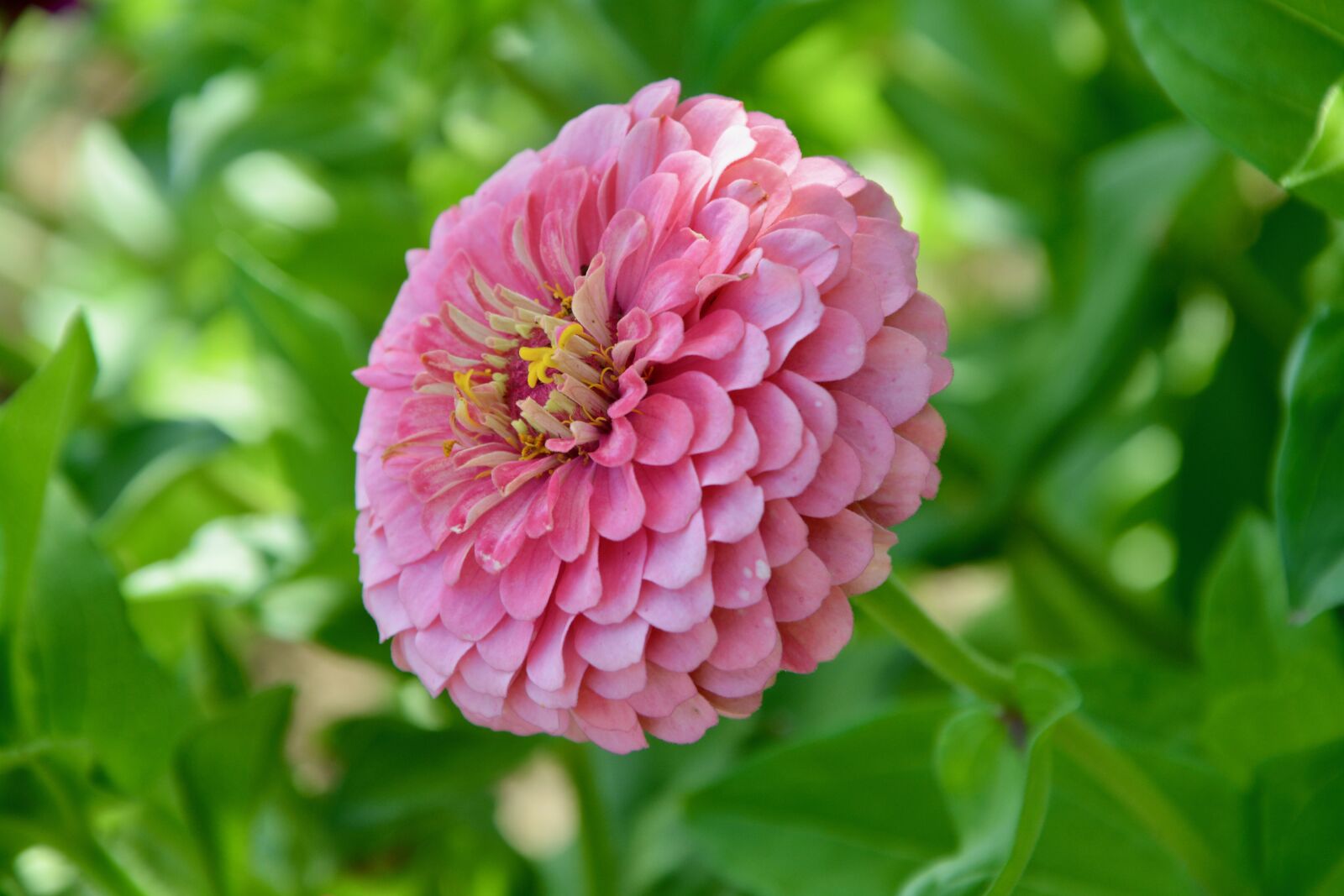 Nikon D5200 sample photo. Flower, flowers, flower pink photography