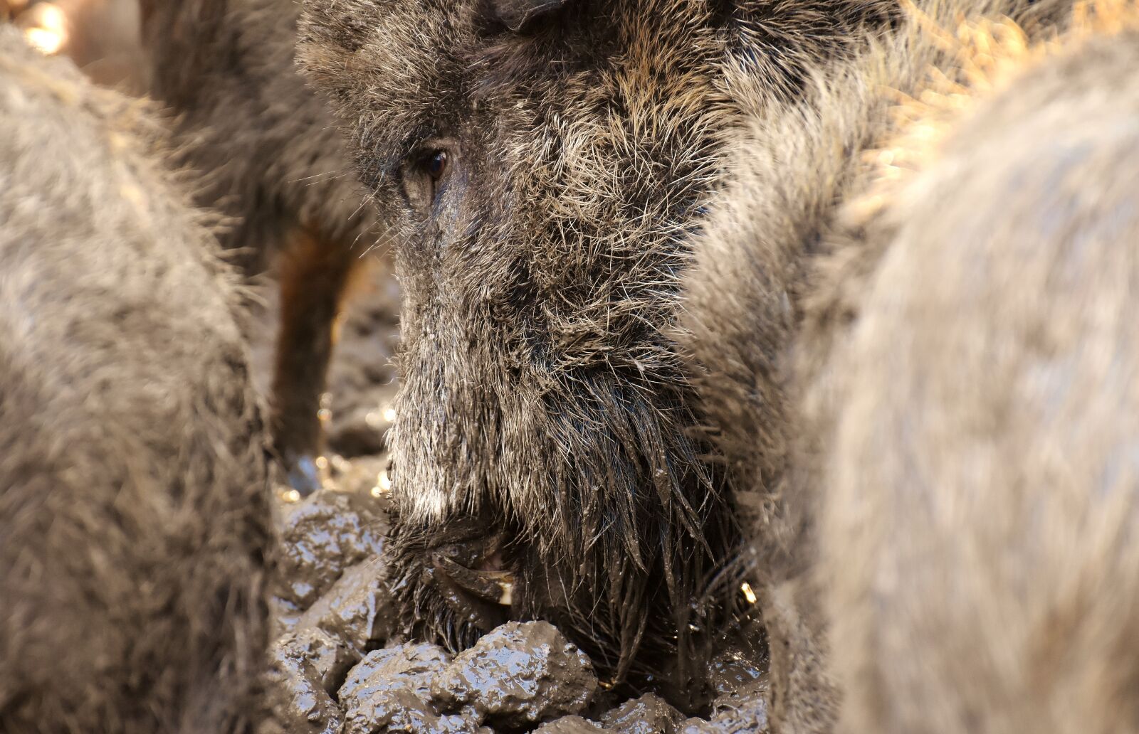 Nikon D7200 sample photo. Wild boars, animals, mud photography