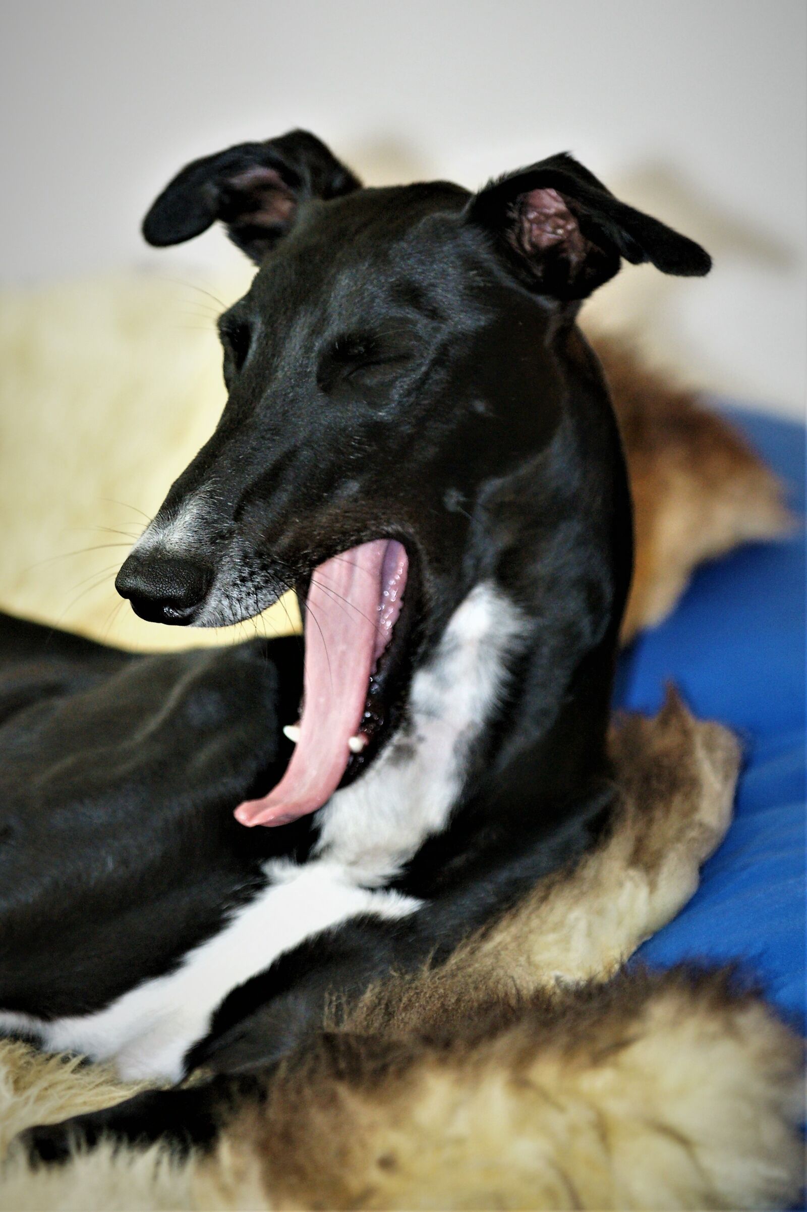 Sony Alpha DSLR-A700 sample photo. Dog, galgo, greyhound photography
