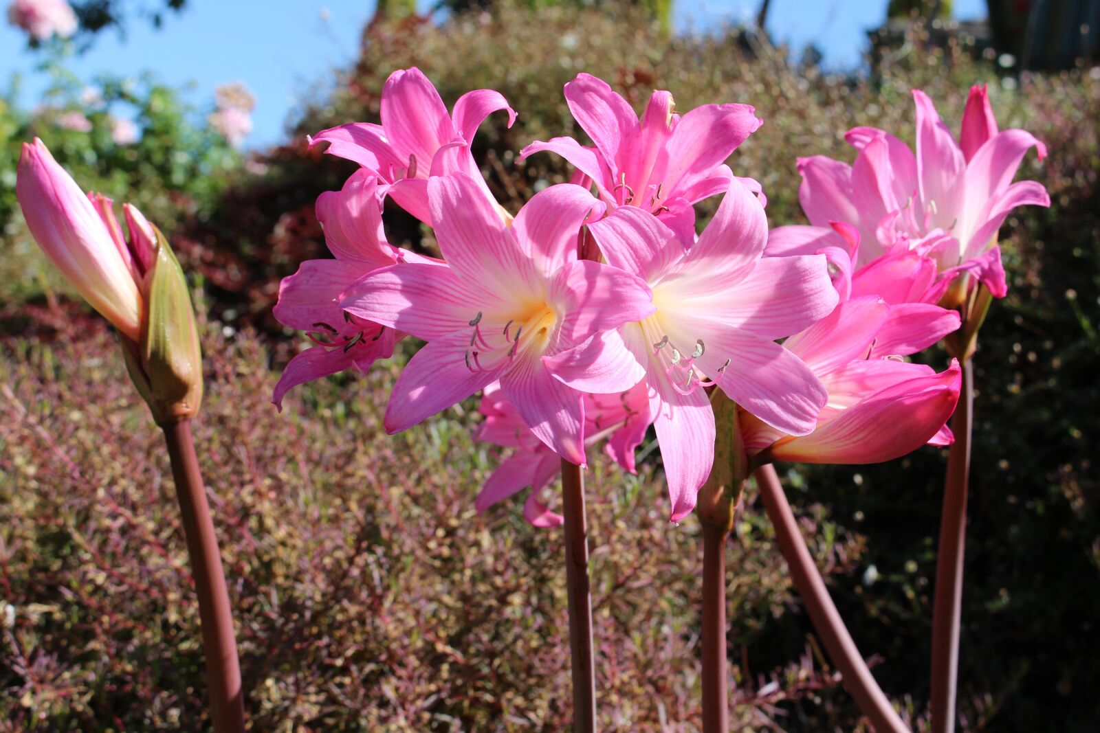 Canon EOS 700D (EOS Rebel T5i / EOS Kiss X7i) sample photo. Easter lilies, amaryllis belladonna photography