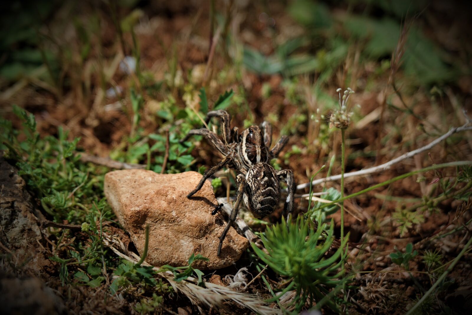 NX 50-200mm F4-5.6 sample photo. Spider, wolf spider, close photography