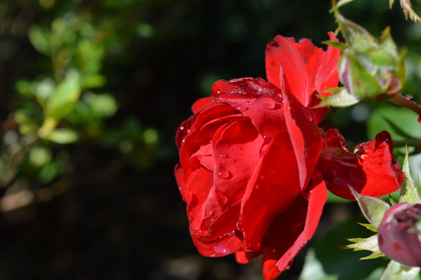 Nikon D3200 sample photo. Rose, flower, red photography