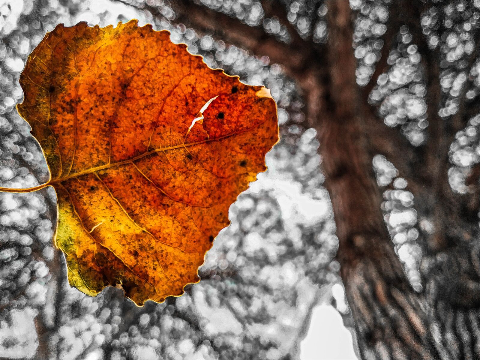 Xiaomi MI 8 Lite sample photo. Autumn, leaves, nature photography