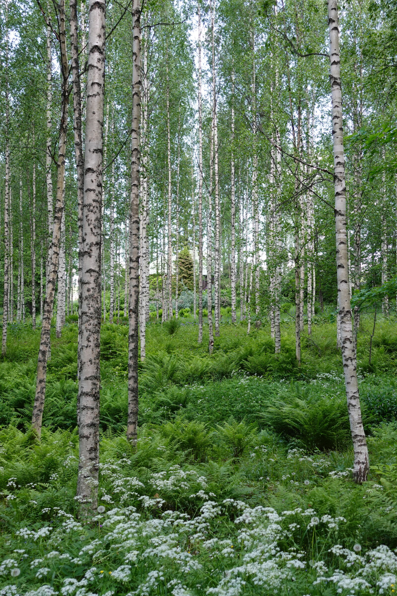 Sony ZV-1 sample photo. Birch forest photography