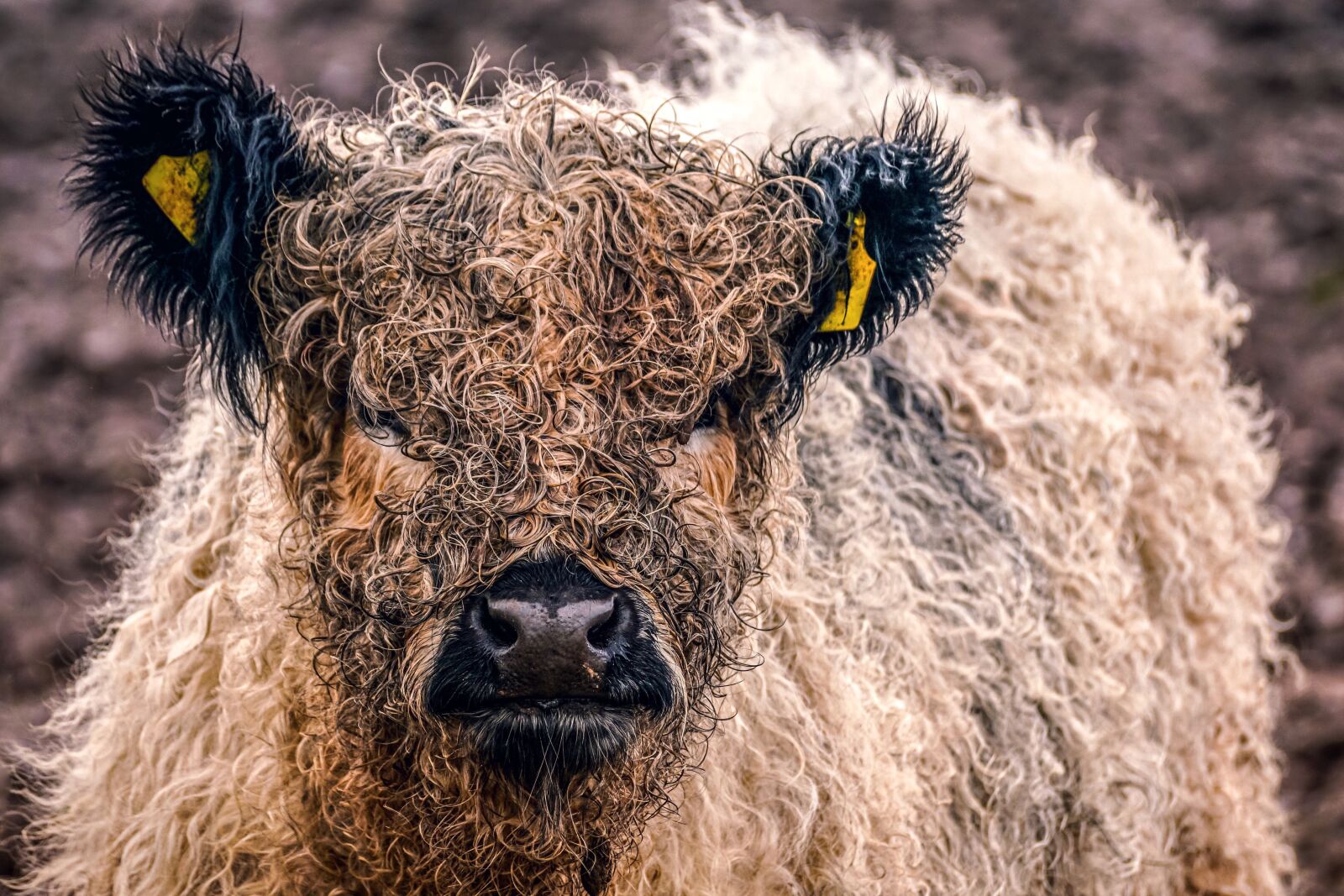 Sony DT 55-300mm F4.5-5.6 SAM sample photo. Galloway beef, domestic cattle photography