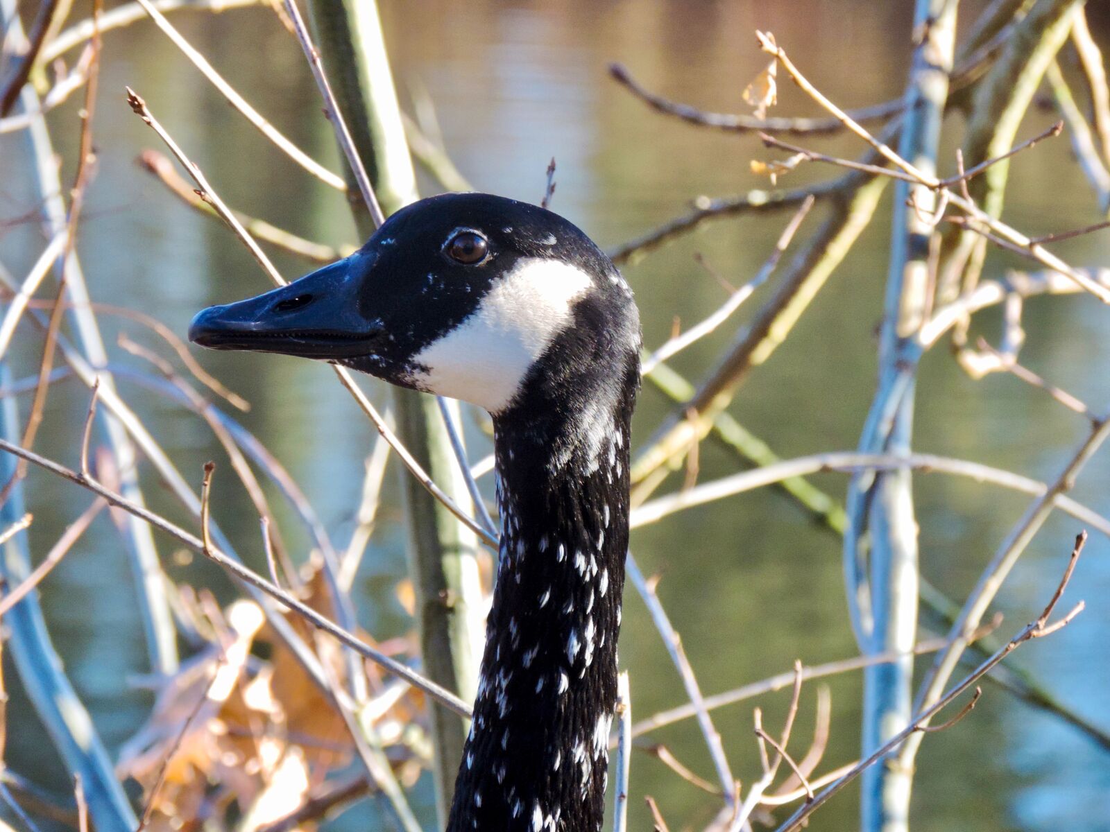 Nikon Coolpix P520 sample photo. Wild goose, canada geese photography