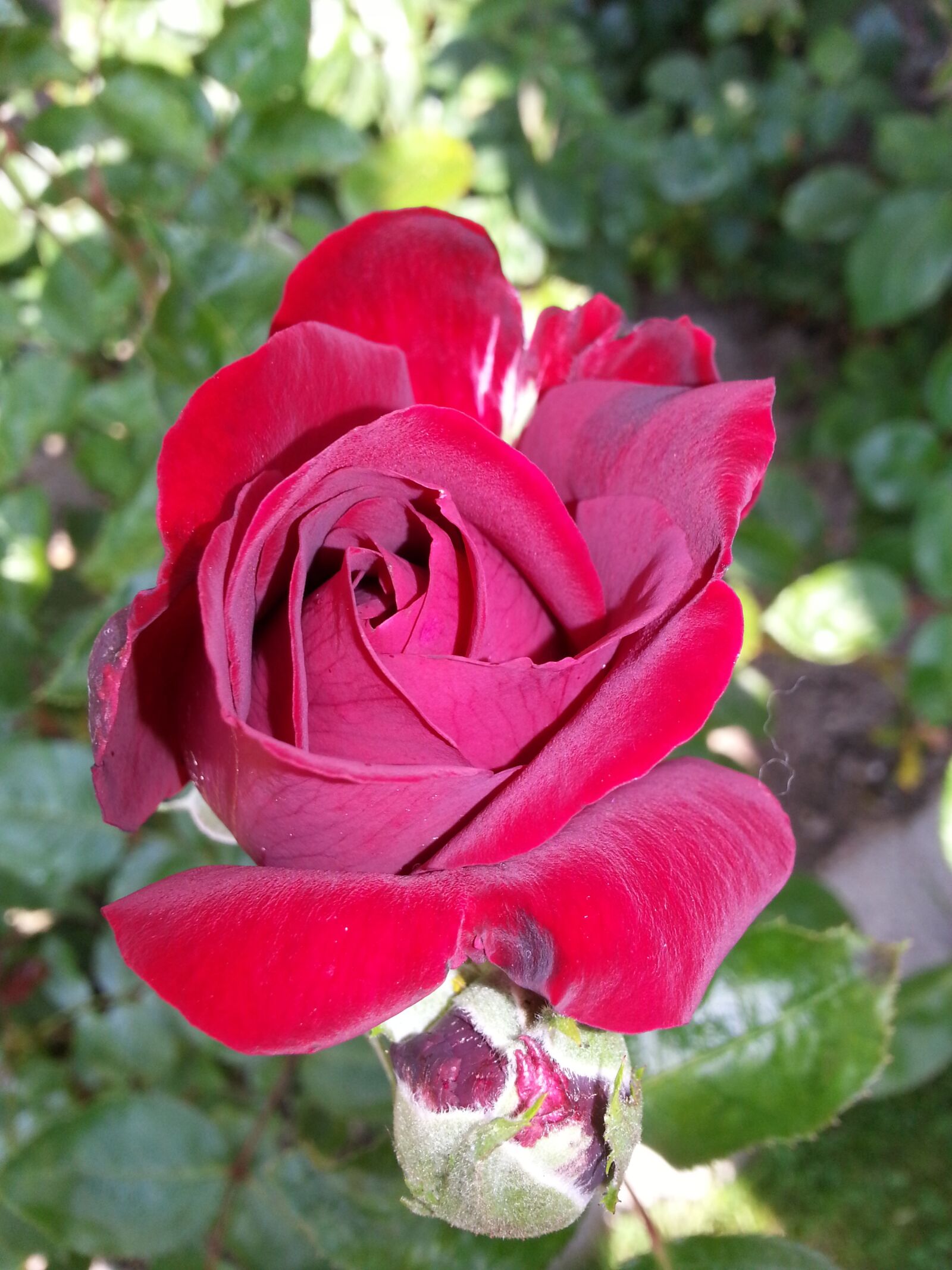 Samsung Galaxy S3 sample photo. Rose, red, red rose photography