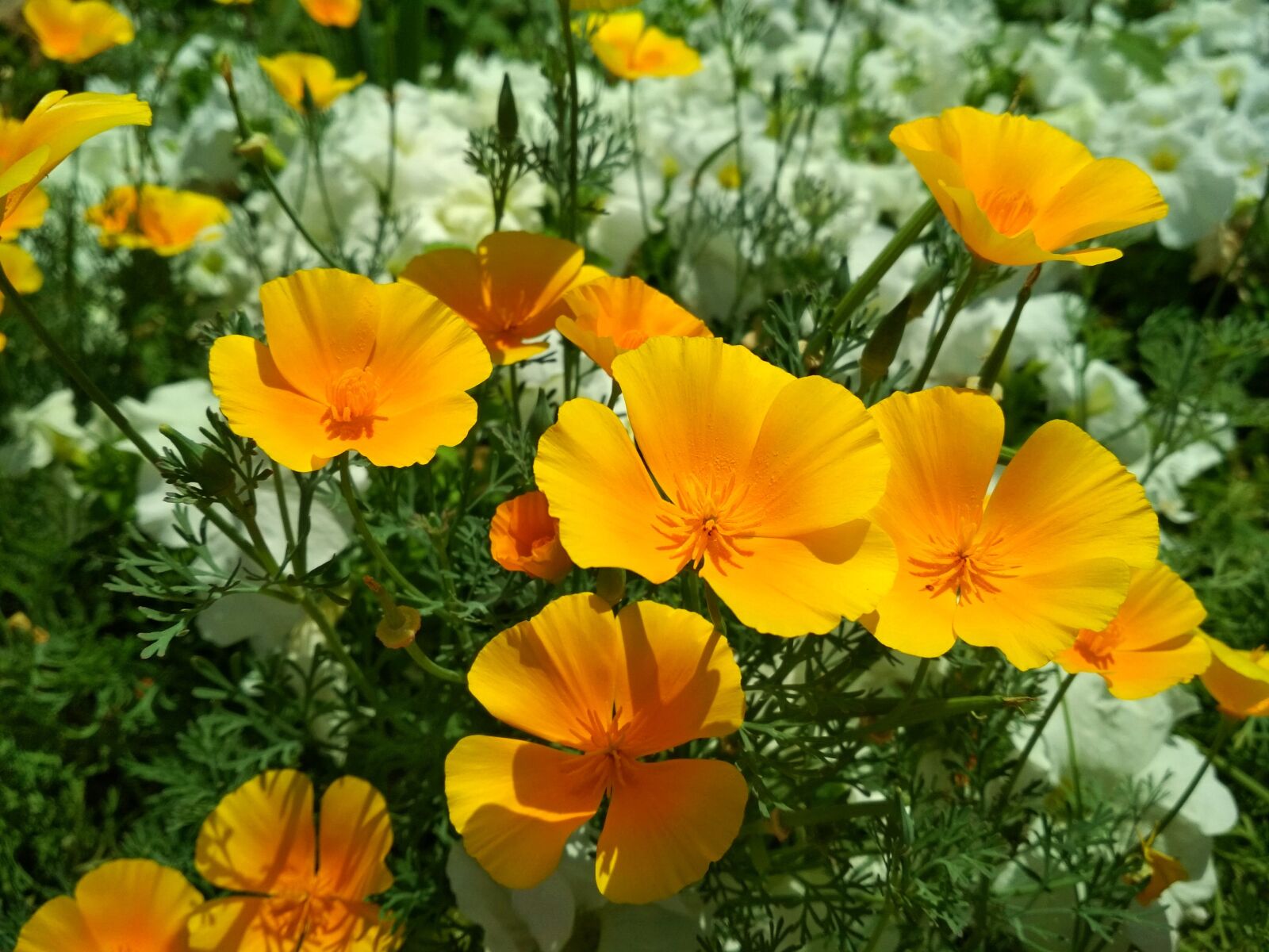 Xiaomi Redmi 4X sample photo. Flowers, nature, spring photography