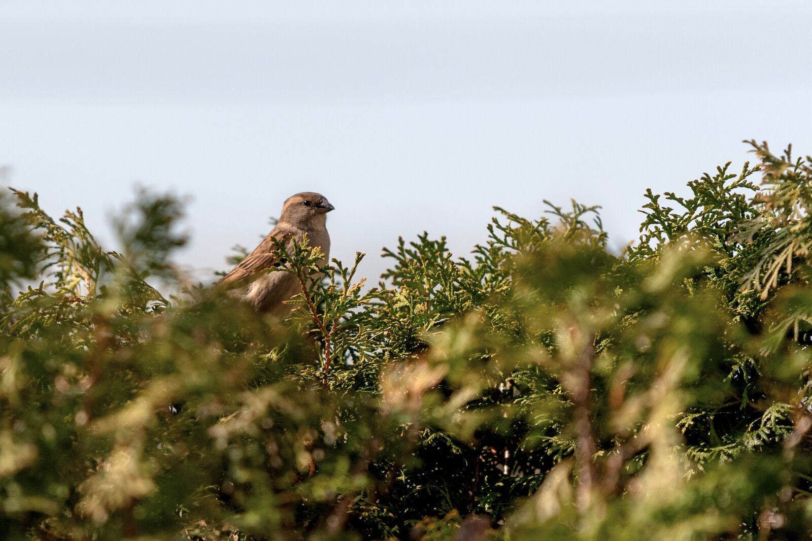 Nikon D7500 sample photo. Sparrows, birds, nature photography
