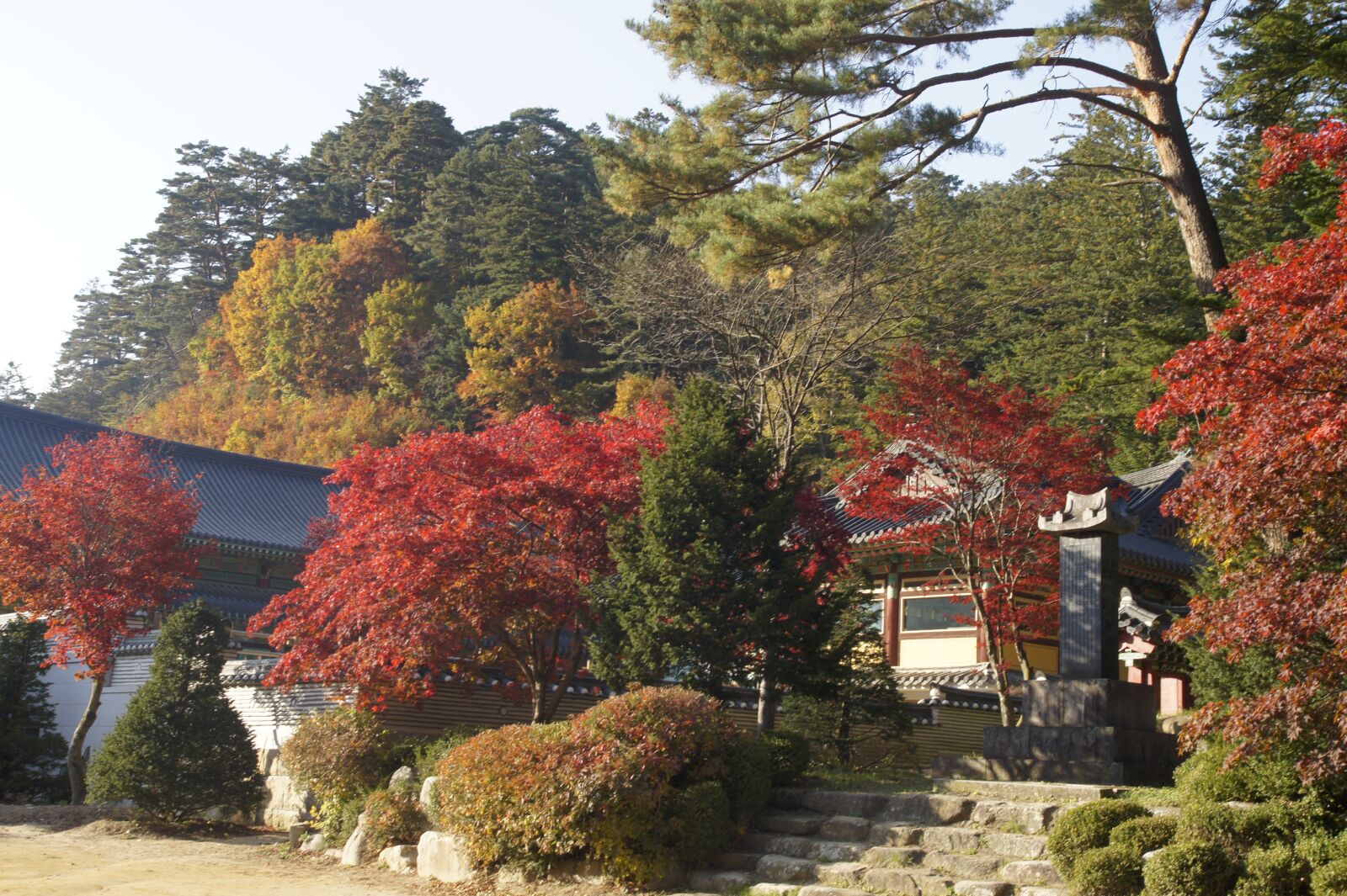 Sony Alpha DSLR-A550 sample photo. Maple, fall, autumn photography